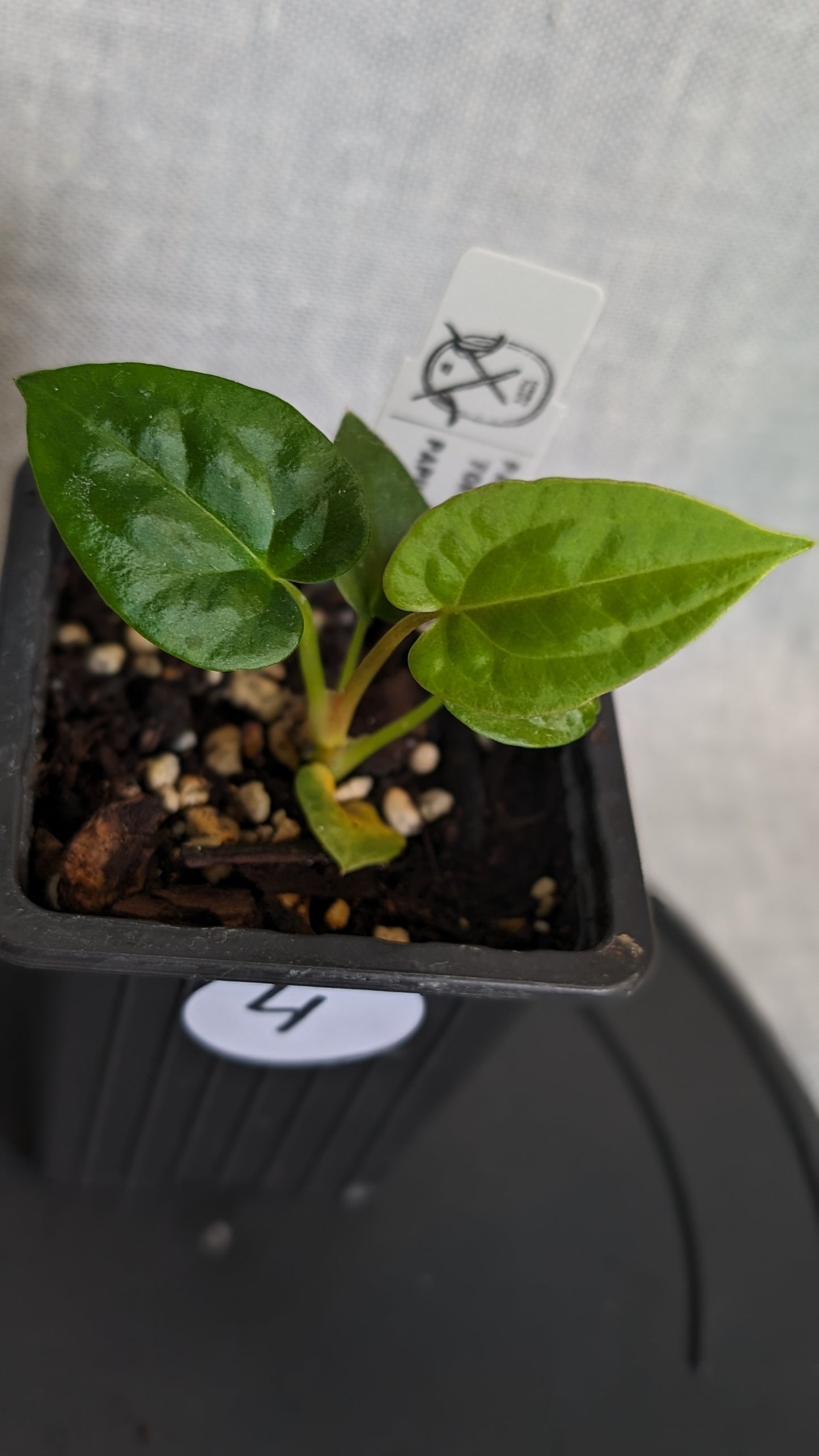 Anthurium Papillilaminum 'Fort Sherman' x Papillilaminum 'Daniel' - Big Seedling