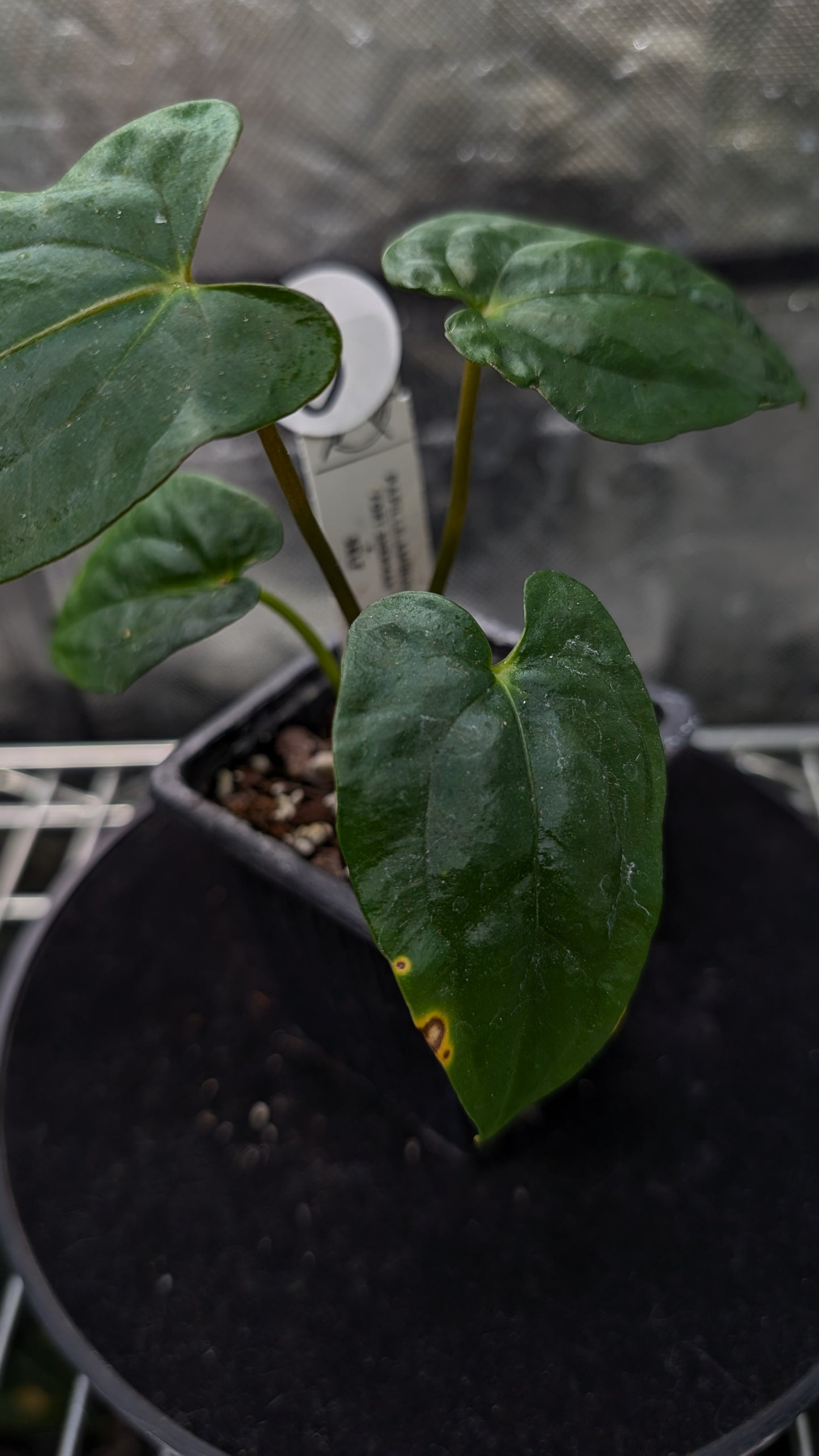 Anthurium Papillilaminum 'Fort Sherman'