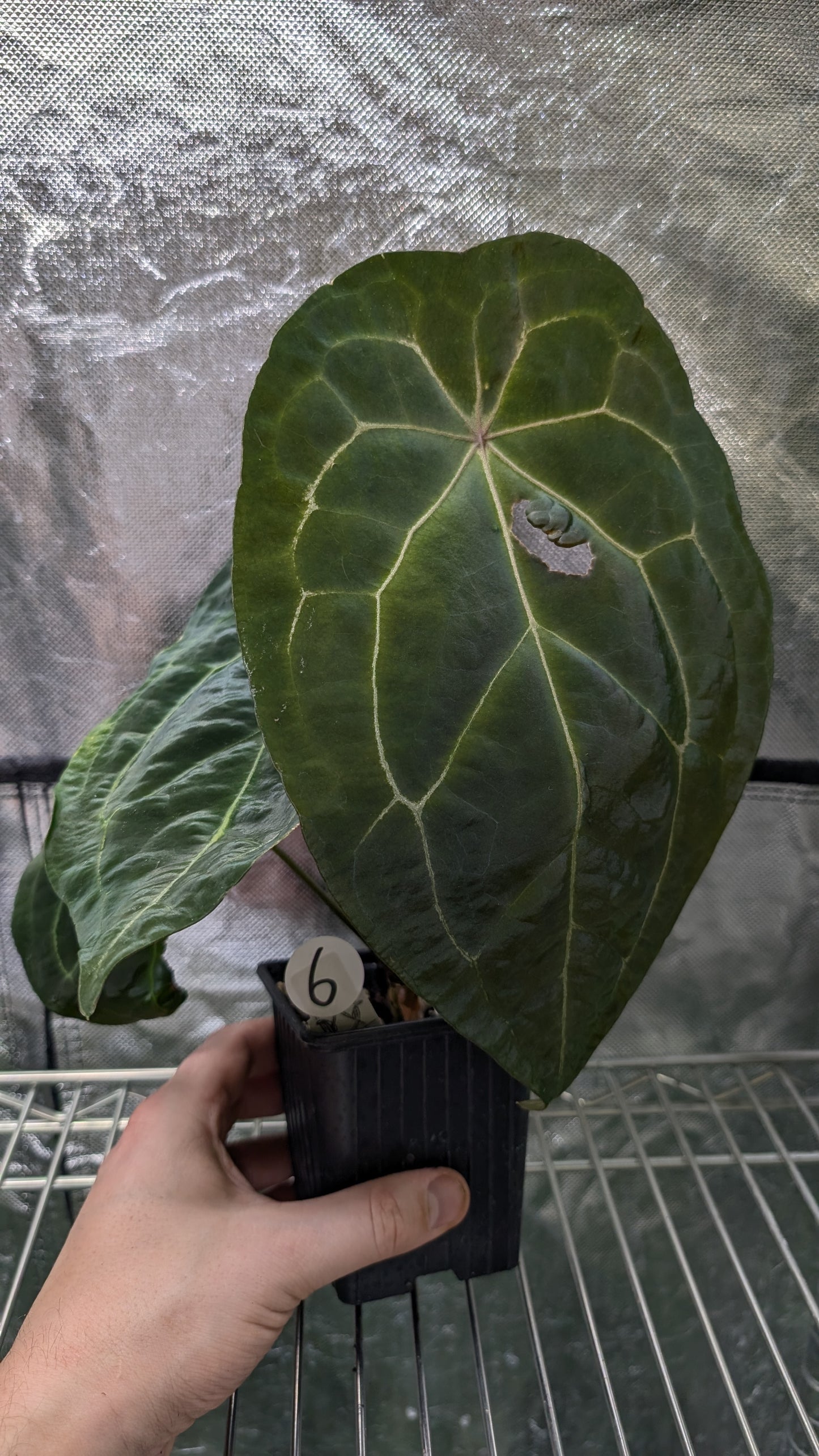 Anthurium Ace of Spagetii F2 (Ace of Spades x Forgetii) F2