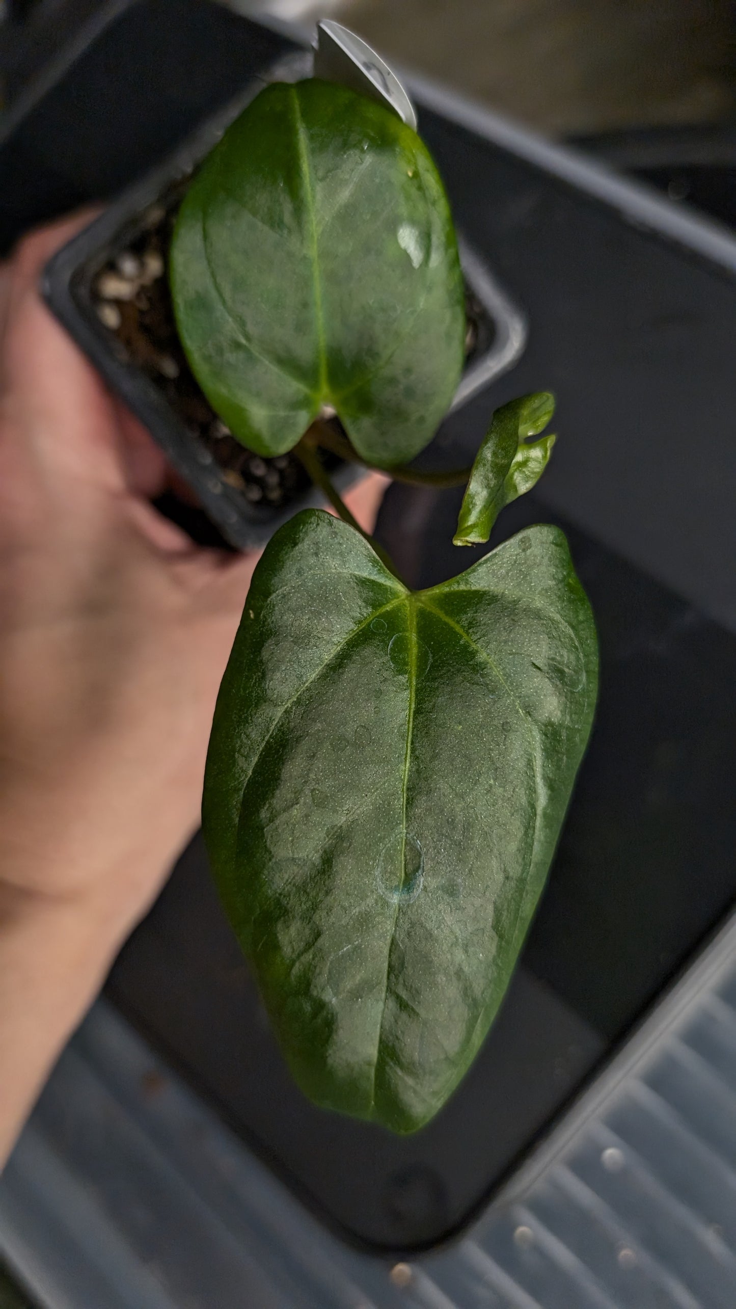 Anthurium 'Mr Worldwide' x self