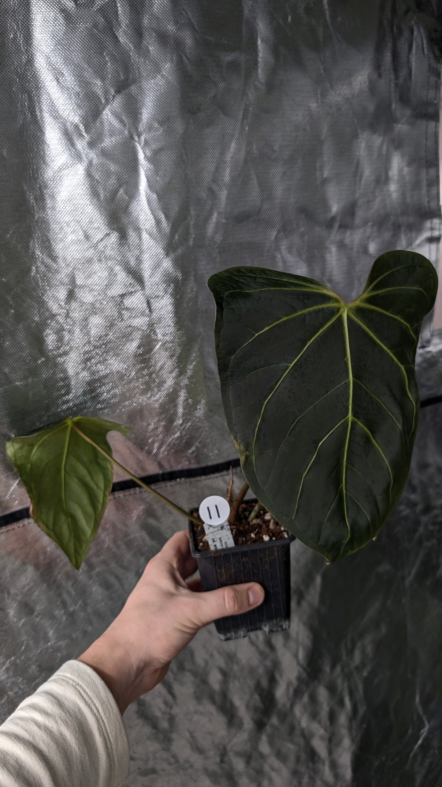 Anthurium Regale 'Dream Catcher' x Mr. Worldwide