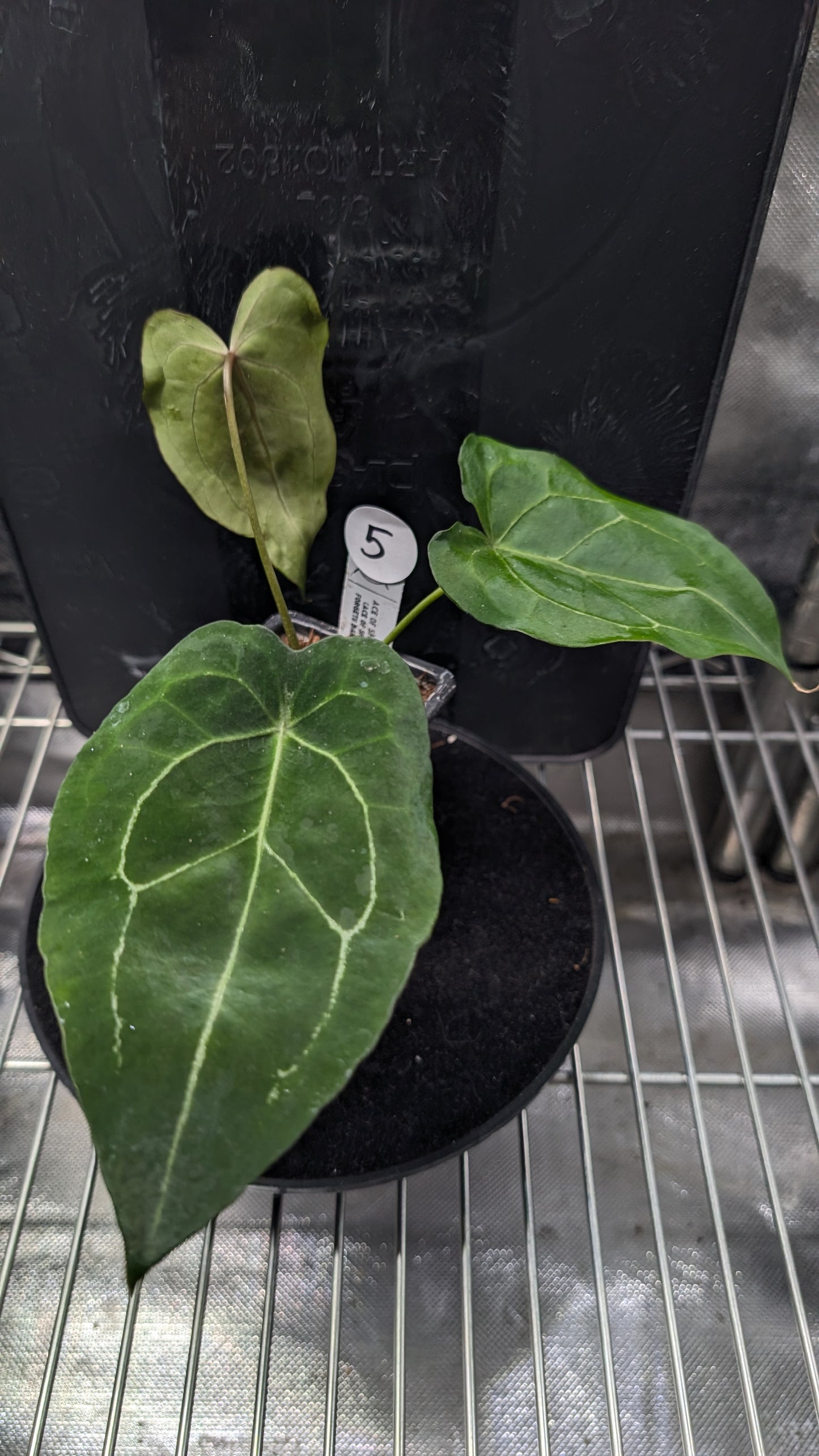 Anthurium Ace of Spagetii F2 (Ace of Spades x Forgetii) F2