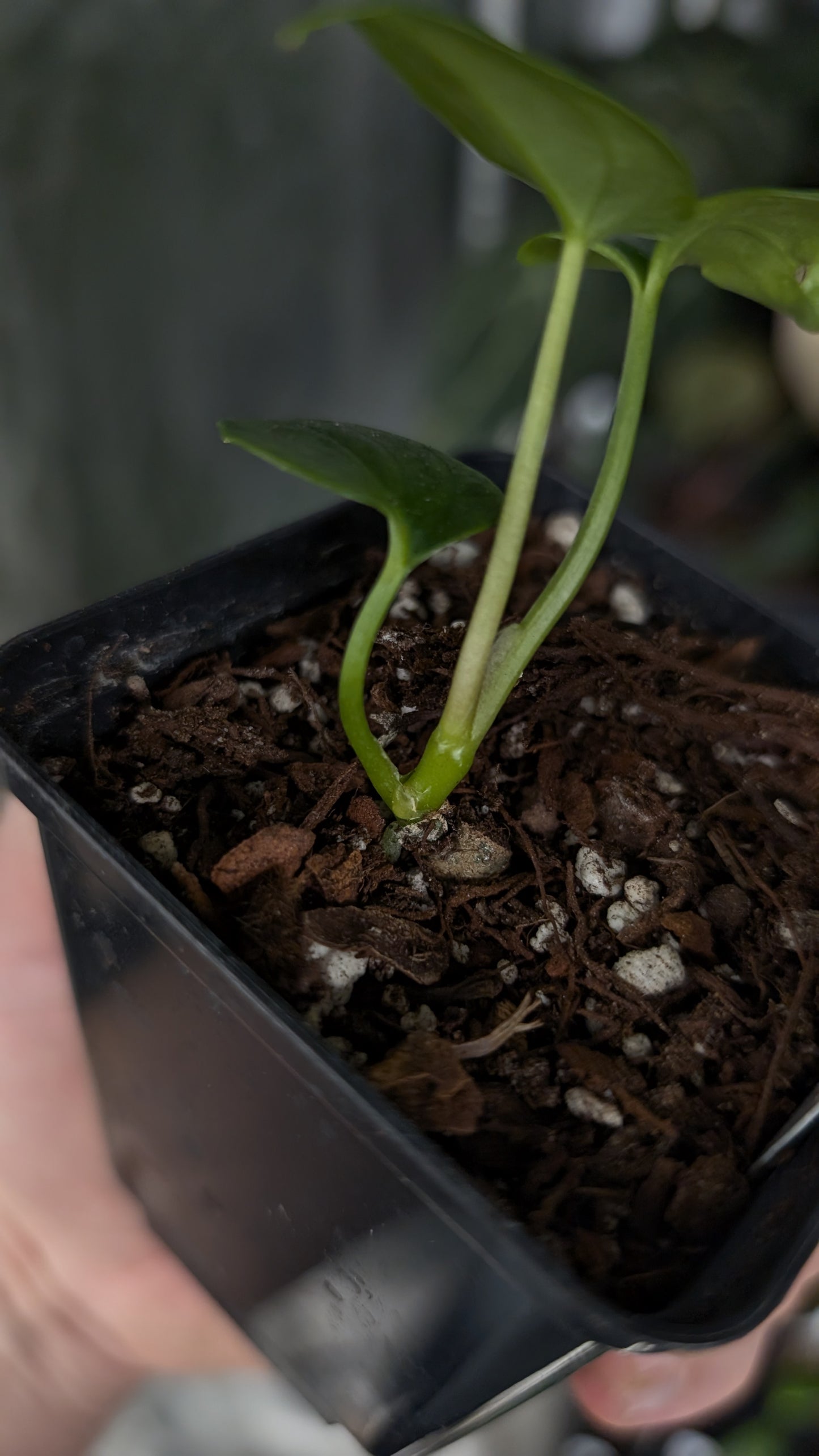 Anthurium Mr. Worldwide Clone #1