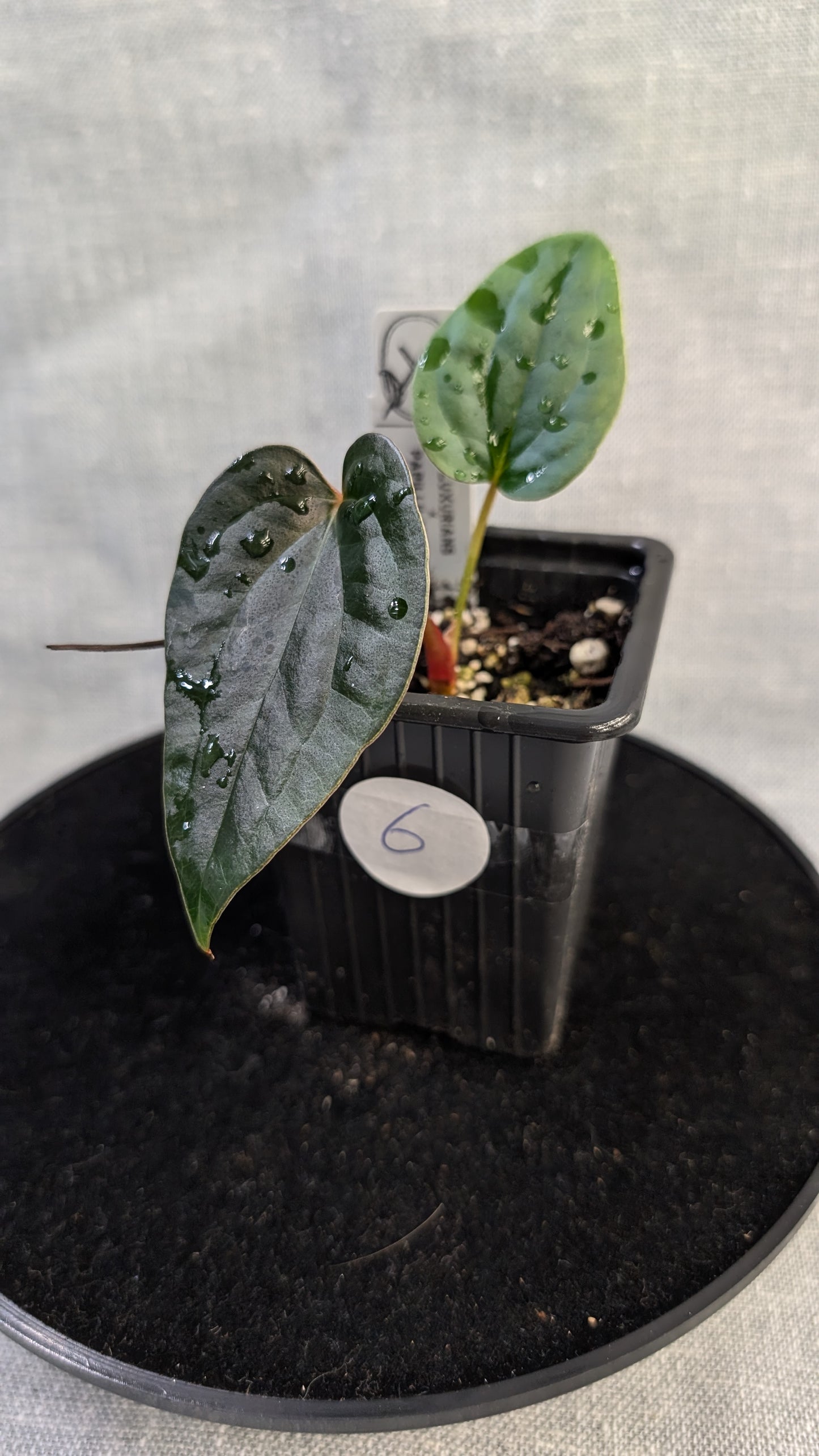 Anthurium Luxurians x Papillilaminum 'Fort Sherman'