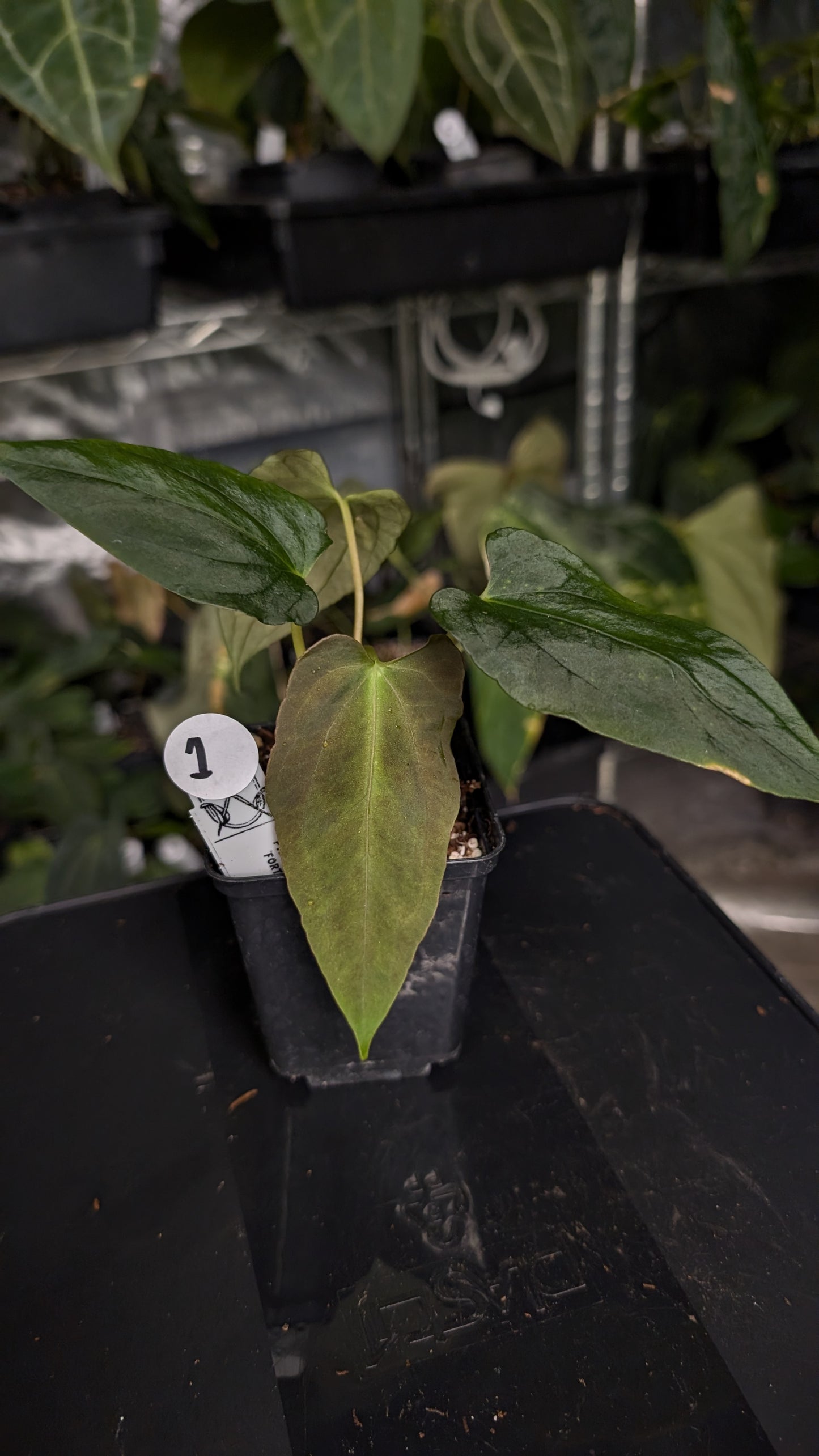 Anthurium Papillilaminum 'Fort Sherman'