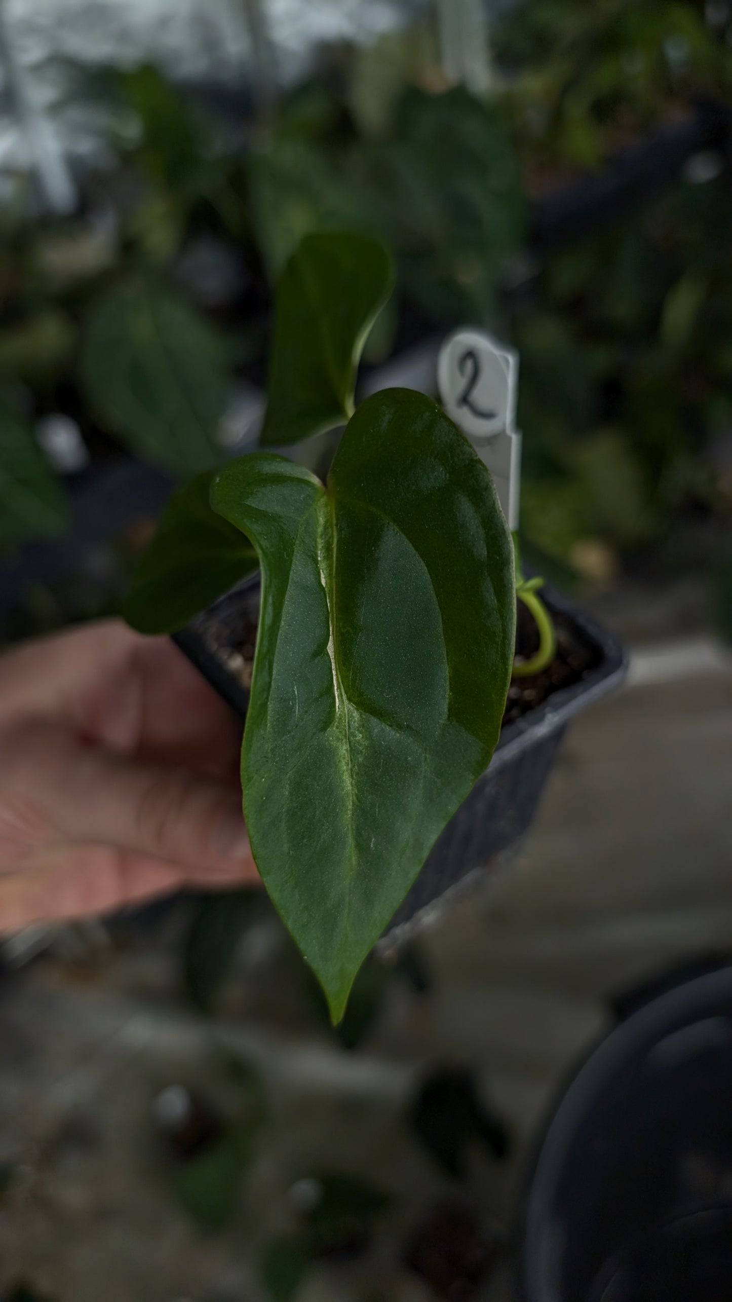 Anthurium Besseae aff 'Black Pillow' x Papillilaminum 'Fort Sherman'