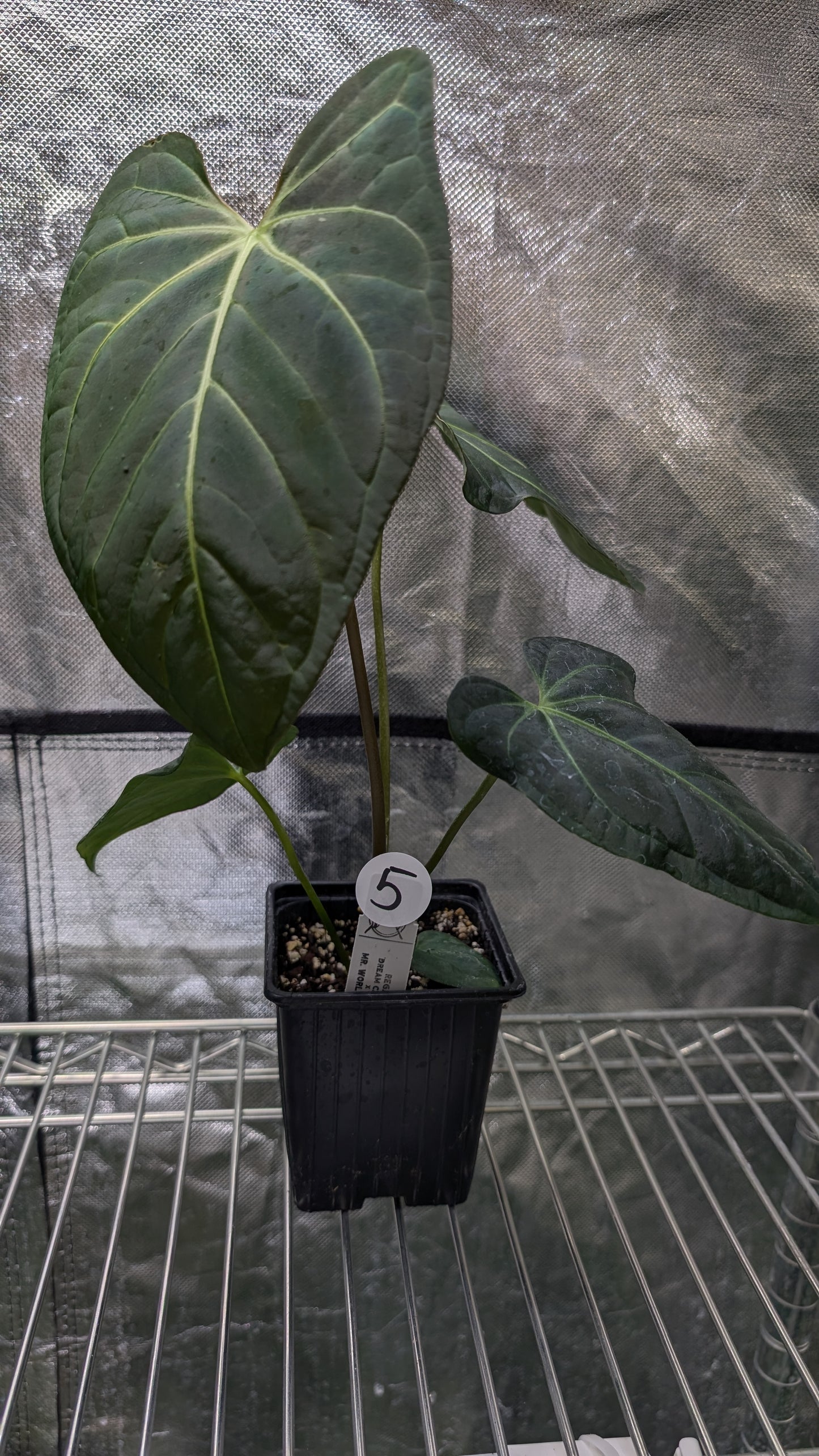 Anthurium Regale 'Dream Catcher' x Mr. Worldwide