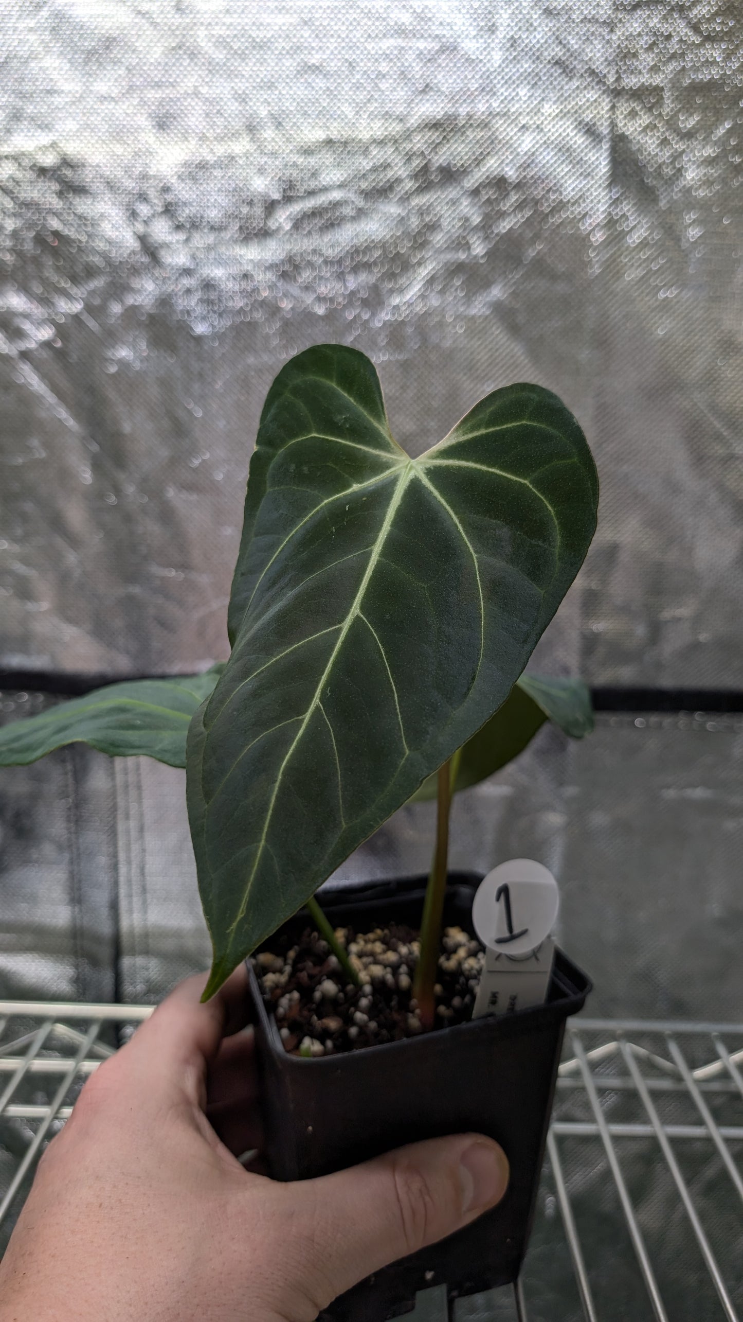 Anthurium Regale 'Dream Catcher' x Mr. Worldwide