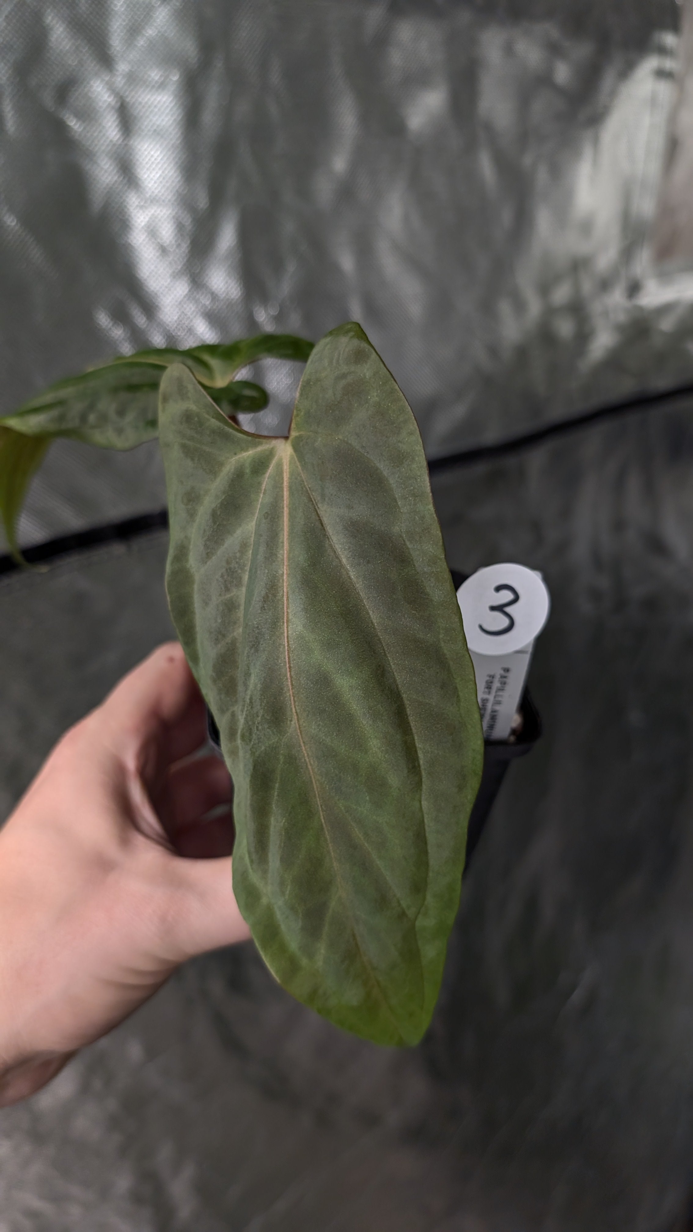 A.Papillamiuum FortSherman Self斑入り A.Papillamiuum FortSherman Self斑入り Secret Bazaar | _ 『 (clone