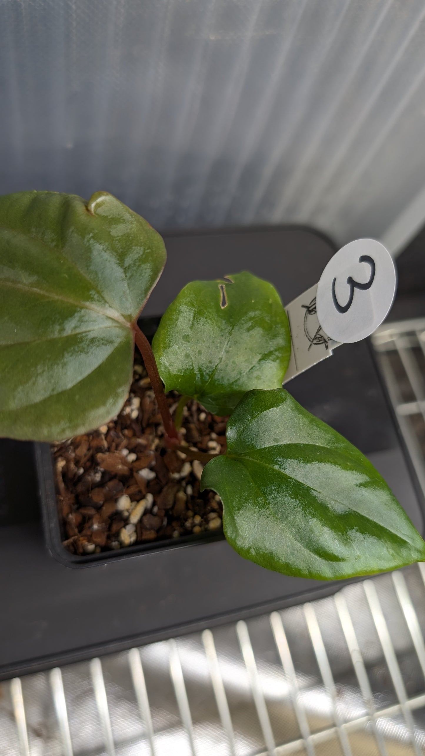 Anthurium Sp. Silver Peru Wide Sinus x Papillilaminum 'Fort Sherman'
