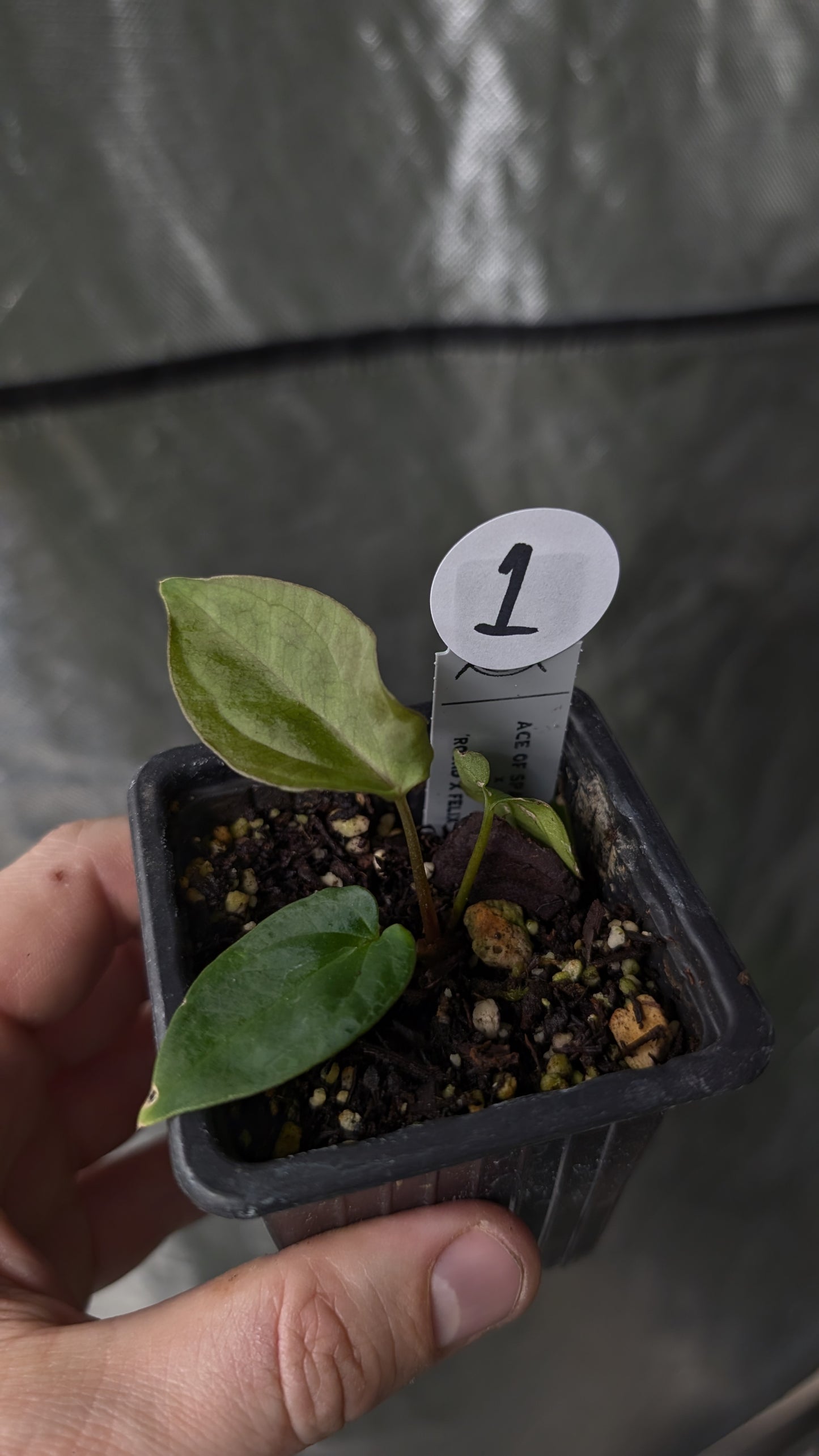 Anthurium Ace of Spagetii x BVEP 'Round x Felix'