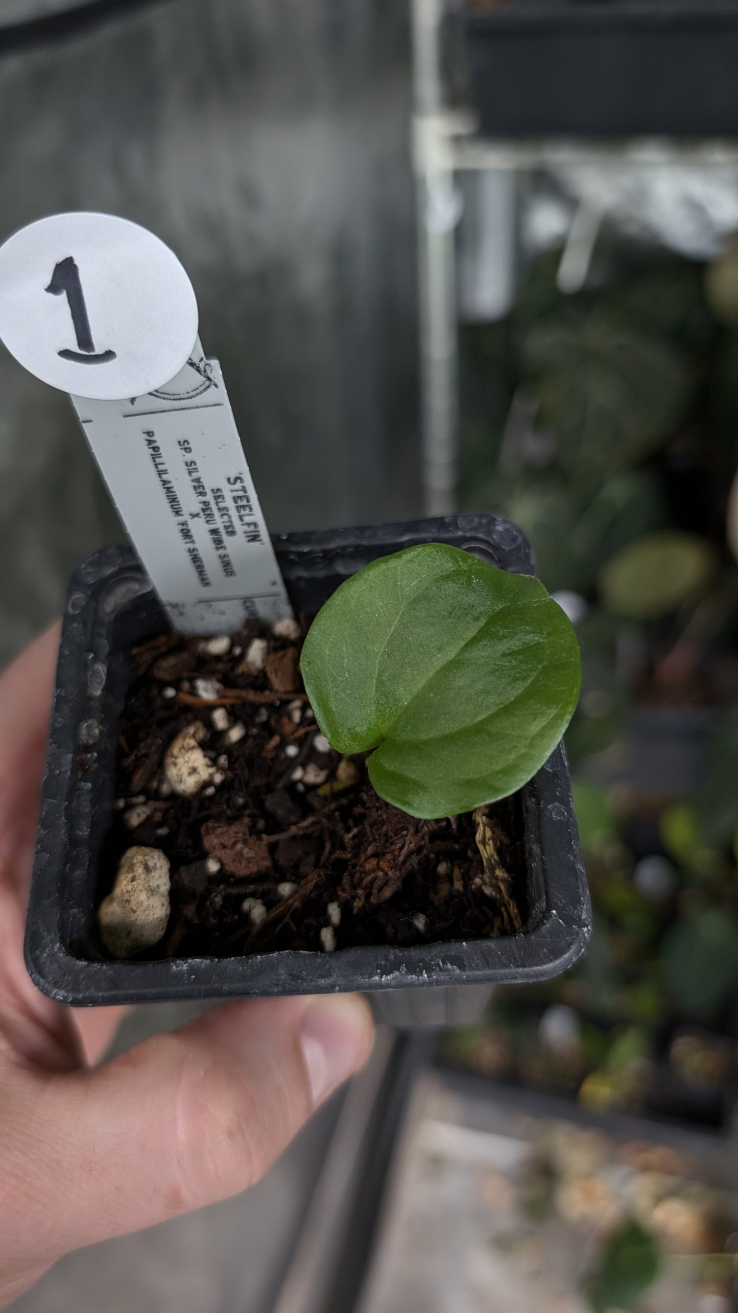 Anthurium 'Steelfin' clone