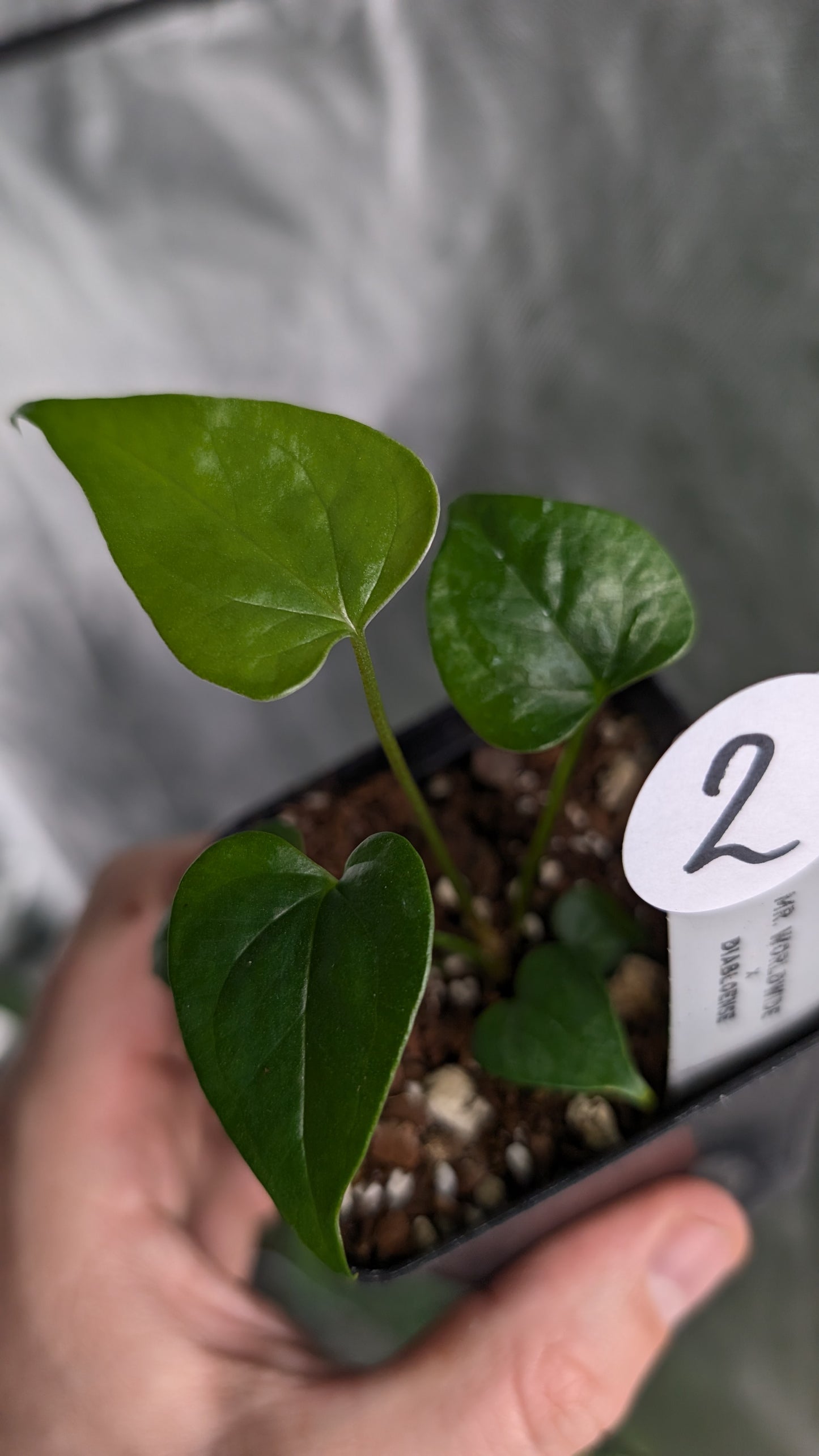 Anthurium 'Mr Worldwide' x Diabloense
