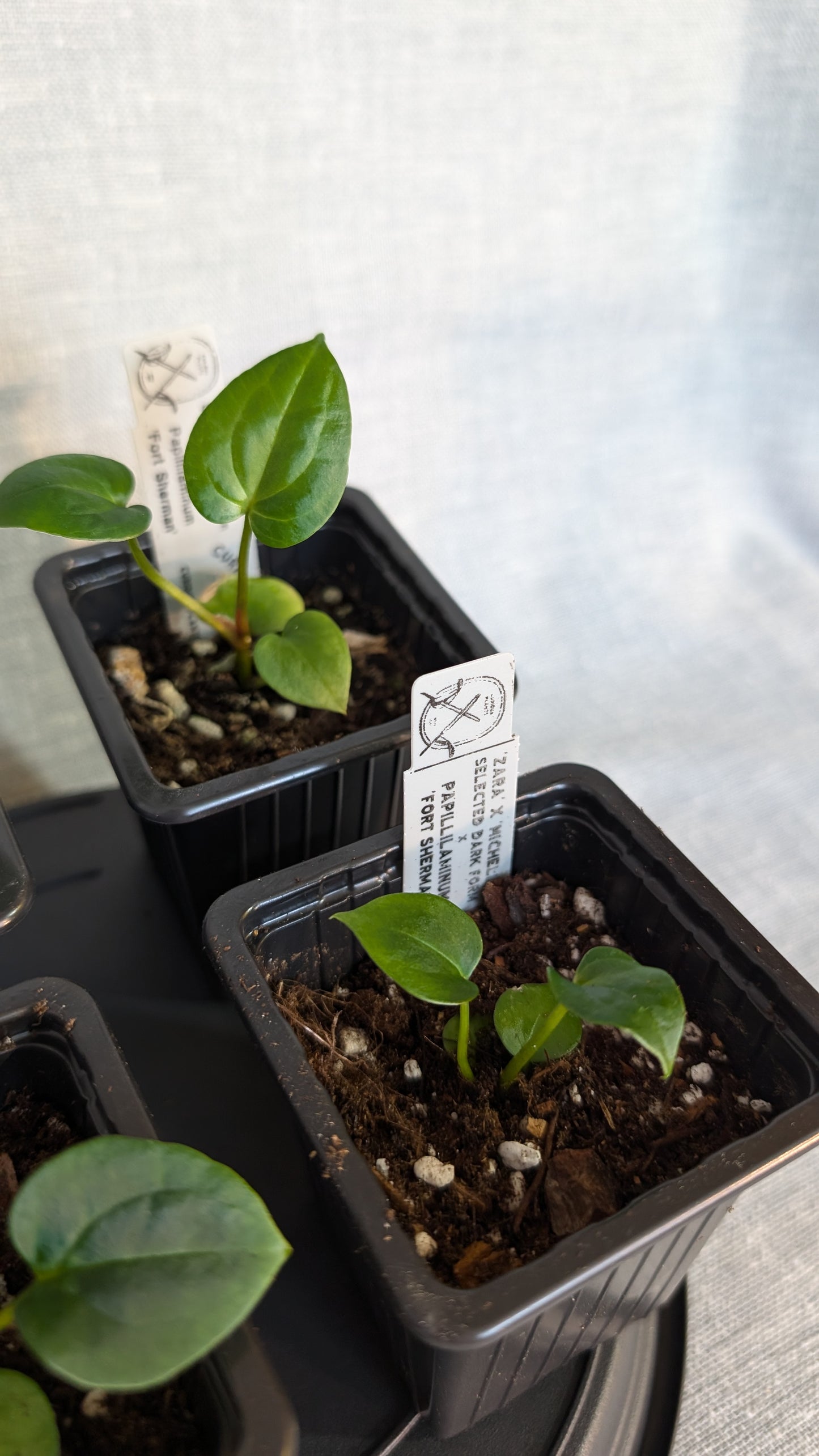 Anthurium Doc Block 'Zara'x'Michelle' Selected Dark x Papillilaminum 'Fort Sherman', Small seedling