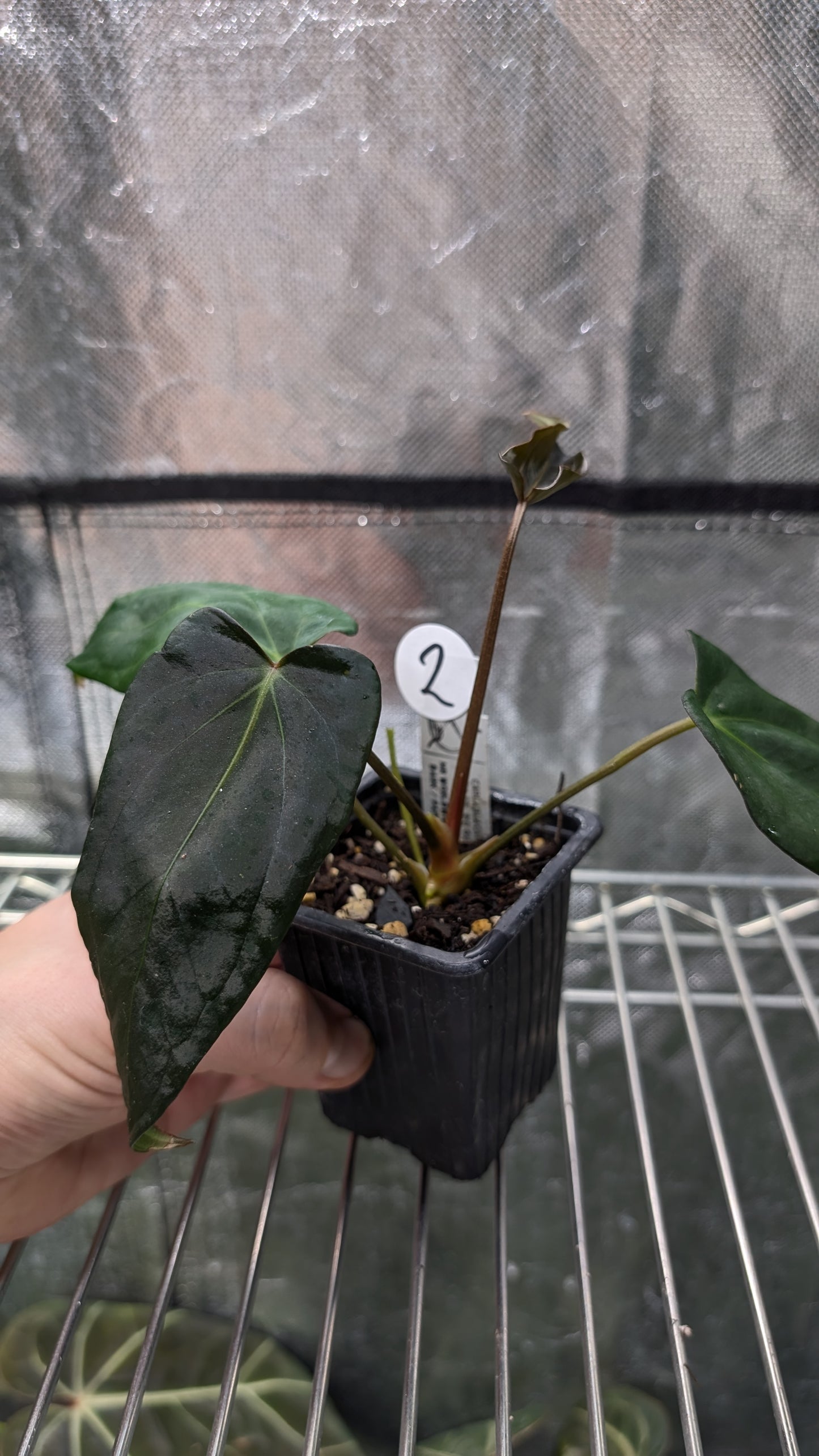 Anthurium (Carlablackiae x Dressleri Rio Guanche) x Mr Worldwide OR Forgetii Dark OR Papillilaminum Daniel