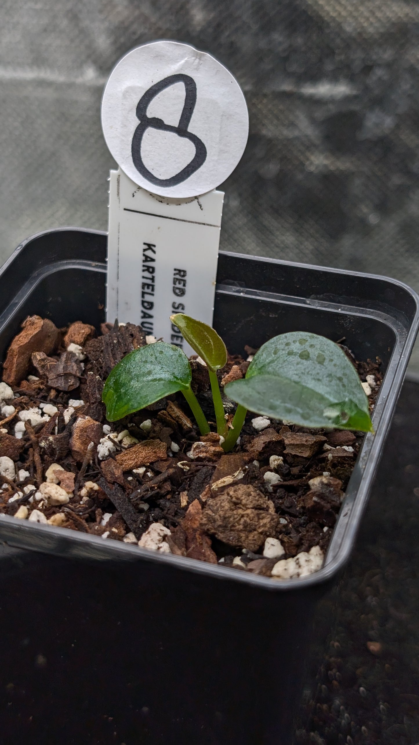 Anthurium Red Spider CLONE