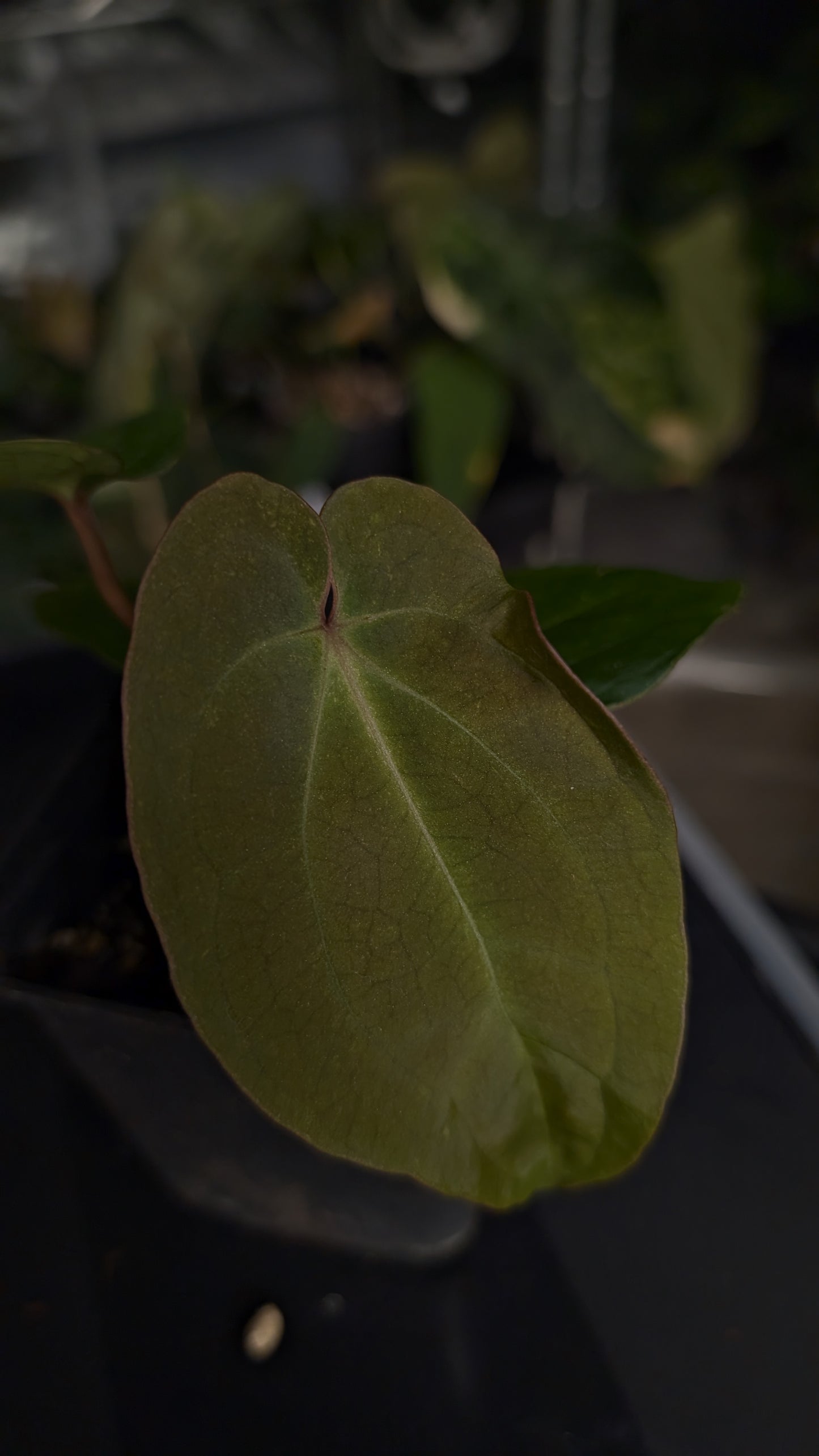 Anthurium [Besseae aff. x Forgetii dark] x BVEP Round x Felix