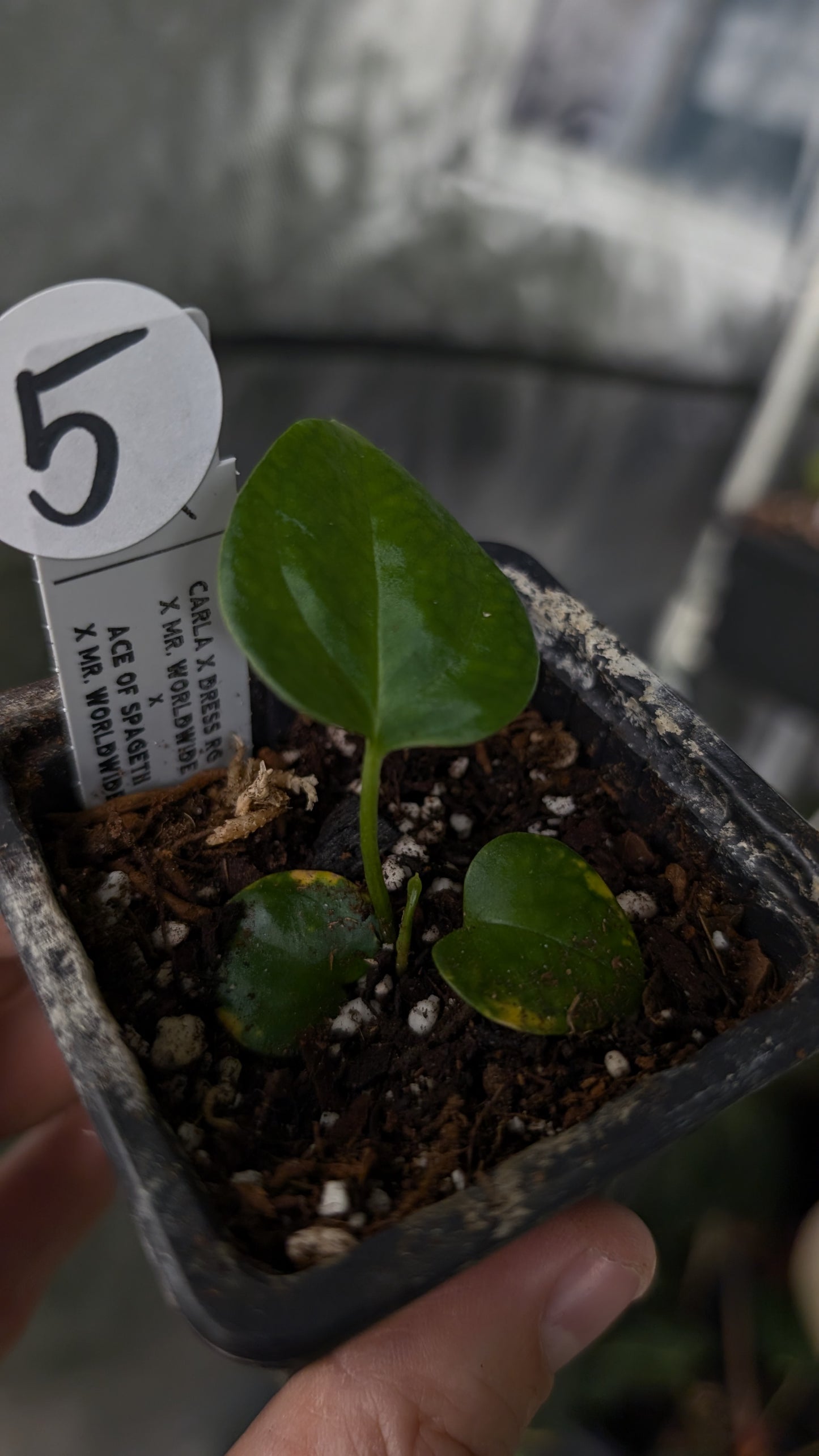 Anthurium [Carlablackiae x Dressleri Rio Guanche x Mr. Worldwide] x [Ace of Spagetii x Mr Worldwide]