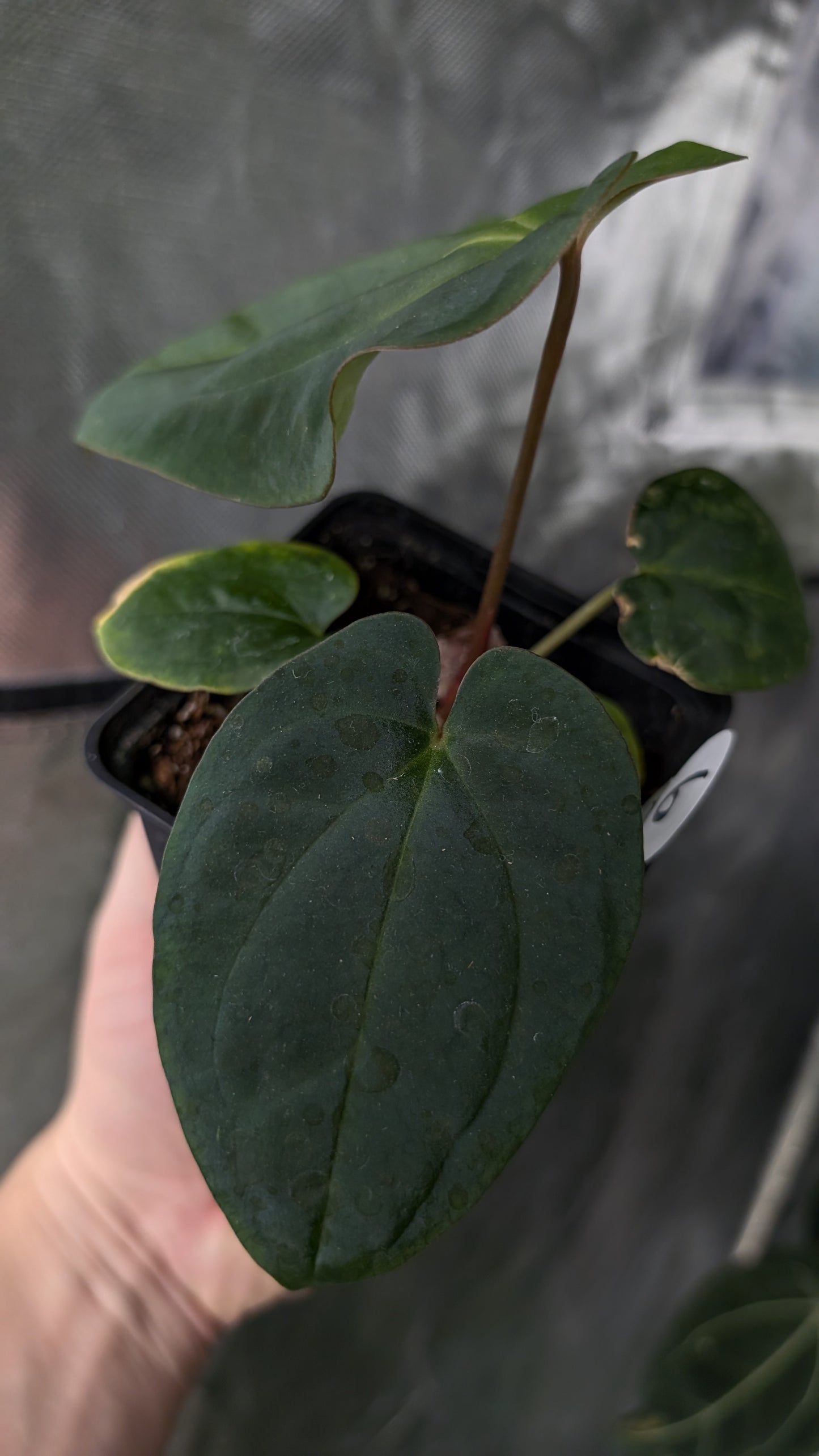 Anthurium [Besseae aff. x Forgetii dark] x BVEP Round x Felix