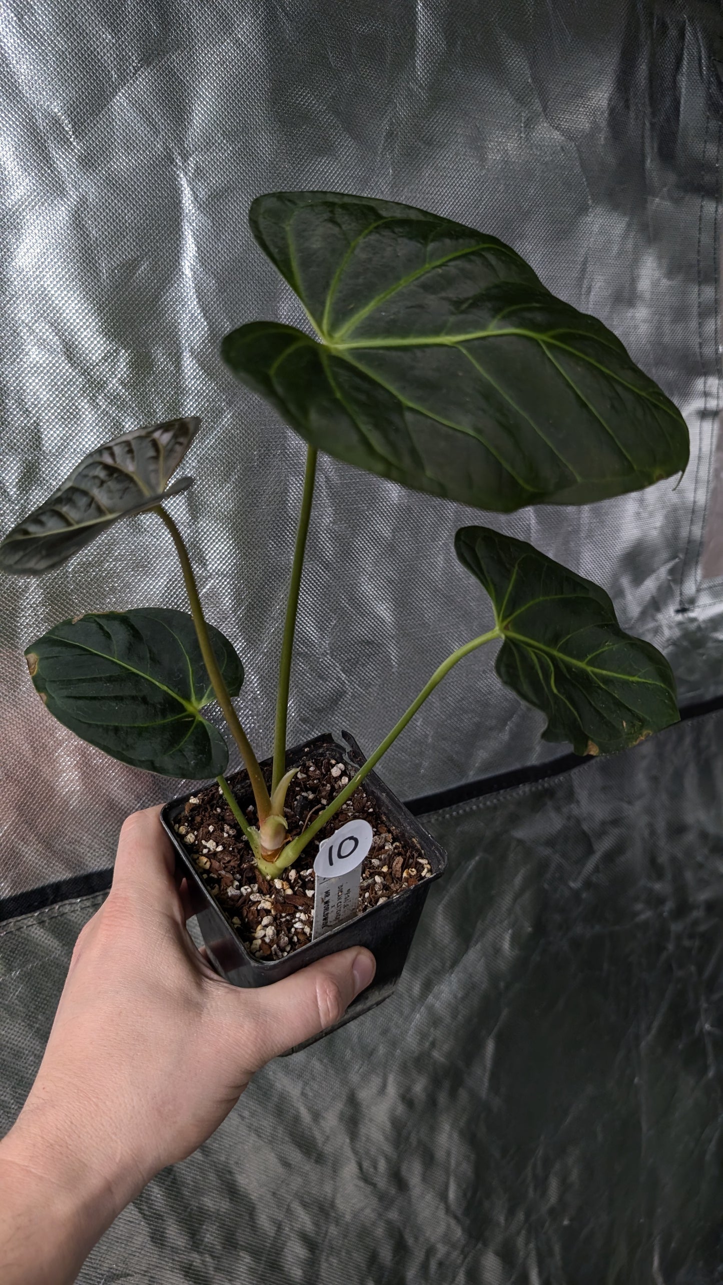 Anthurium Regale 'Dream Catcher' x Mr. Worldwide