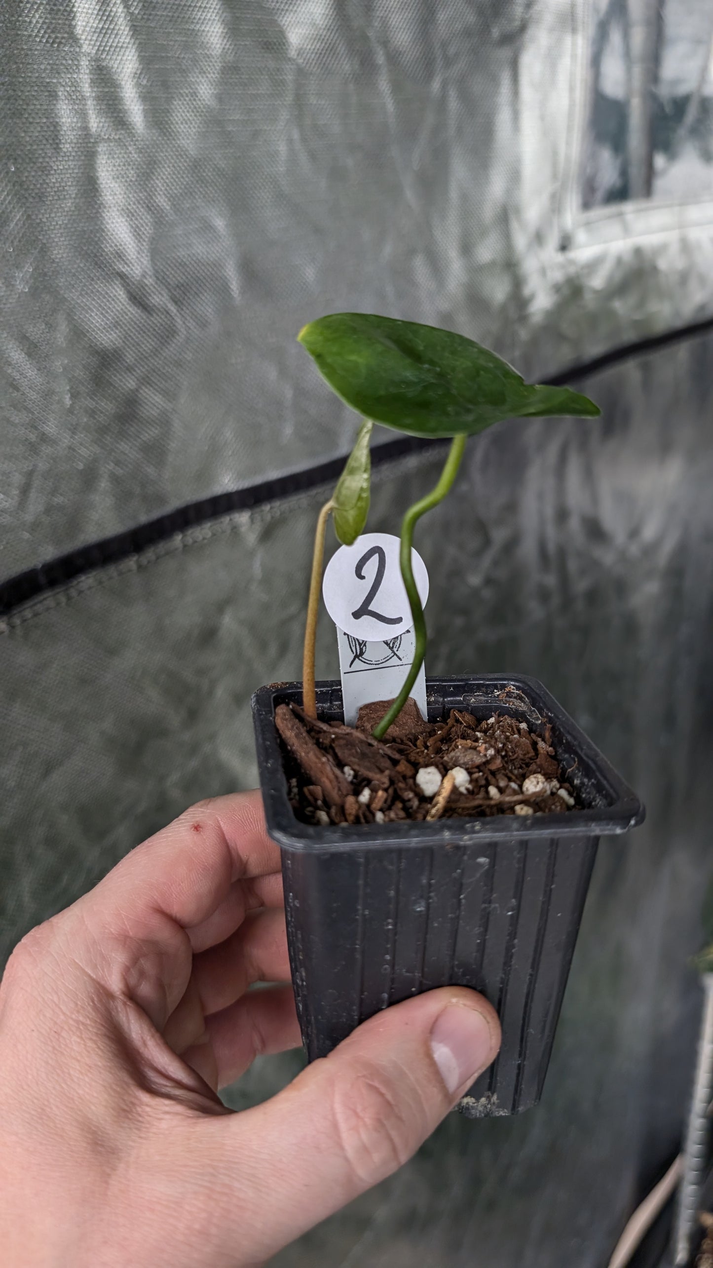 anthurium diabloense Anthurium Diabloense clone