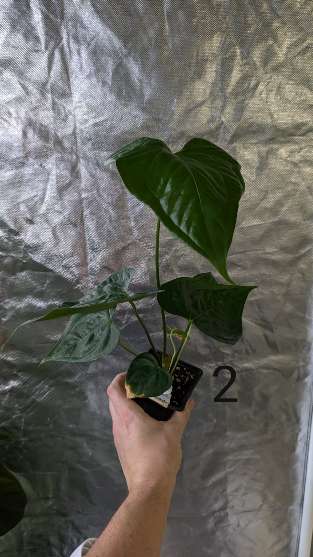 Anthurium Pterodactyl x self