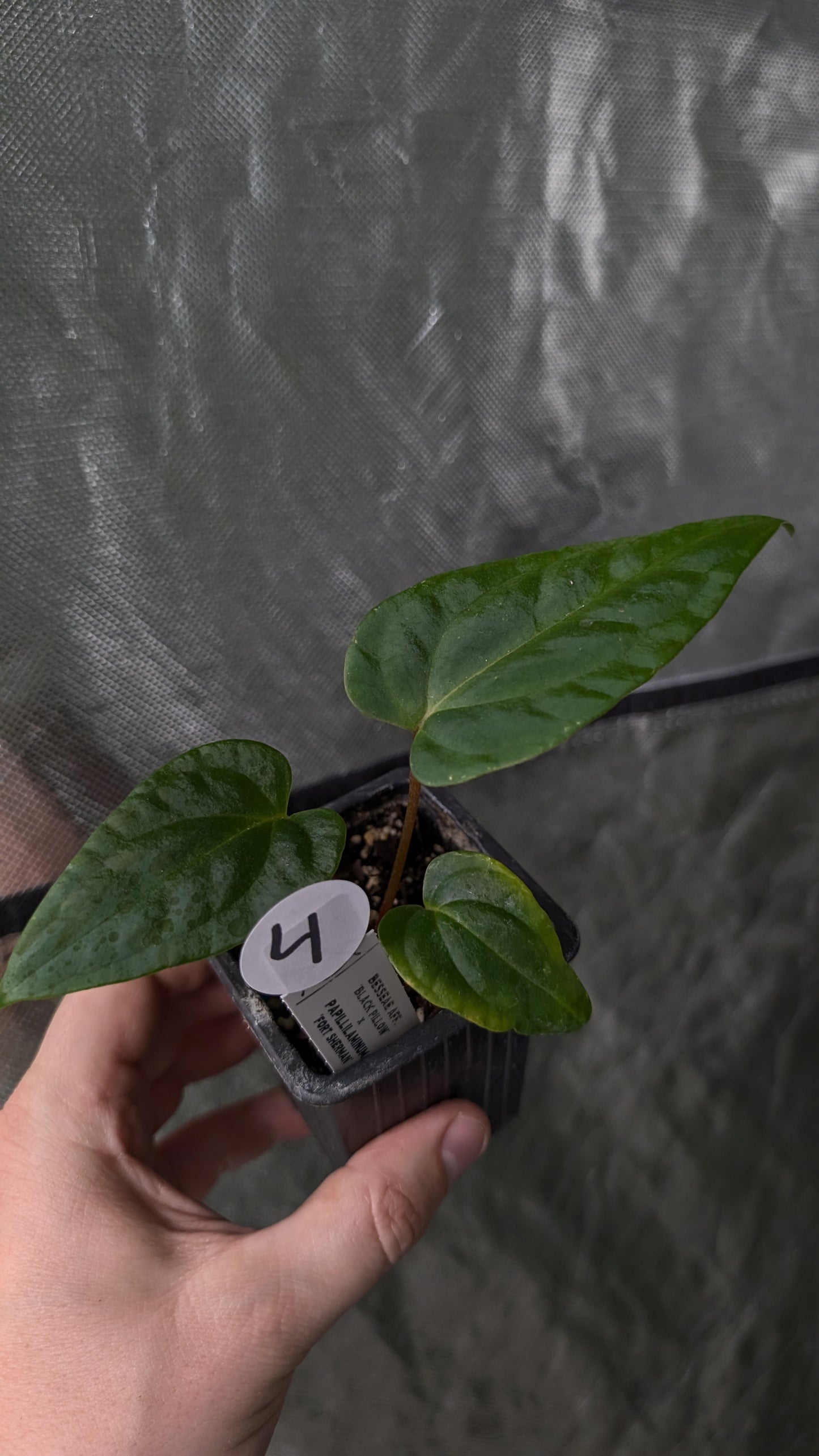 Anthurium Besseae aff 'Black Pillow' x Papillilaminum 'Fort Sherman'