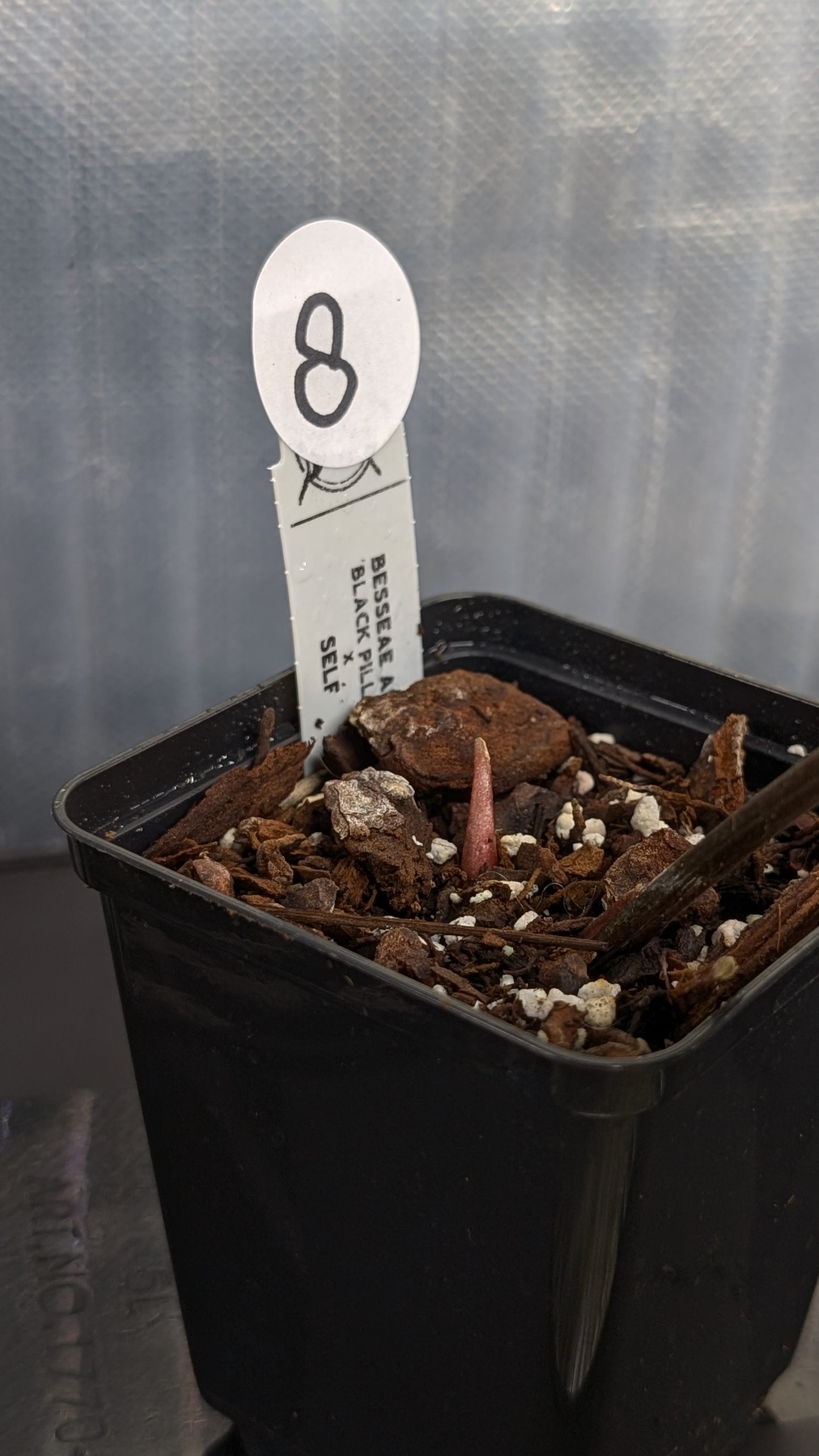 Anthurium Besseae aff. 'Black Pillow'