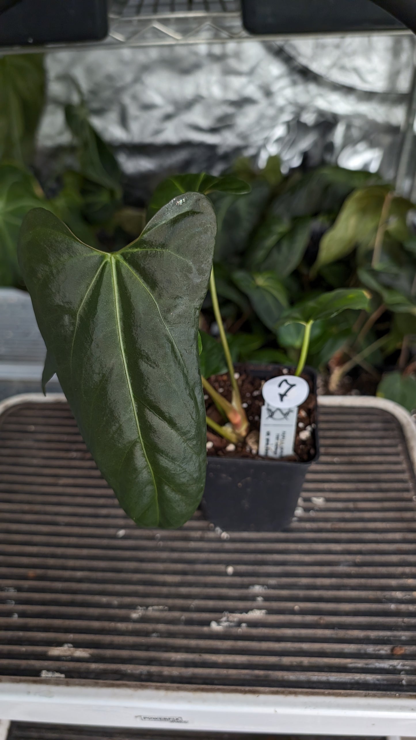 Anthurium Papillilaminum 'Fort Sherman' x Mr. Worldwide