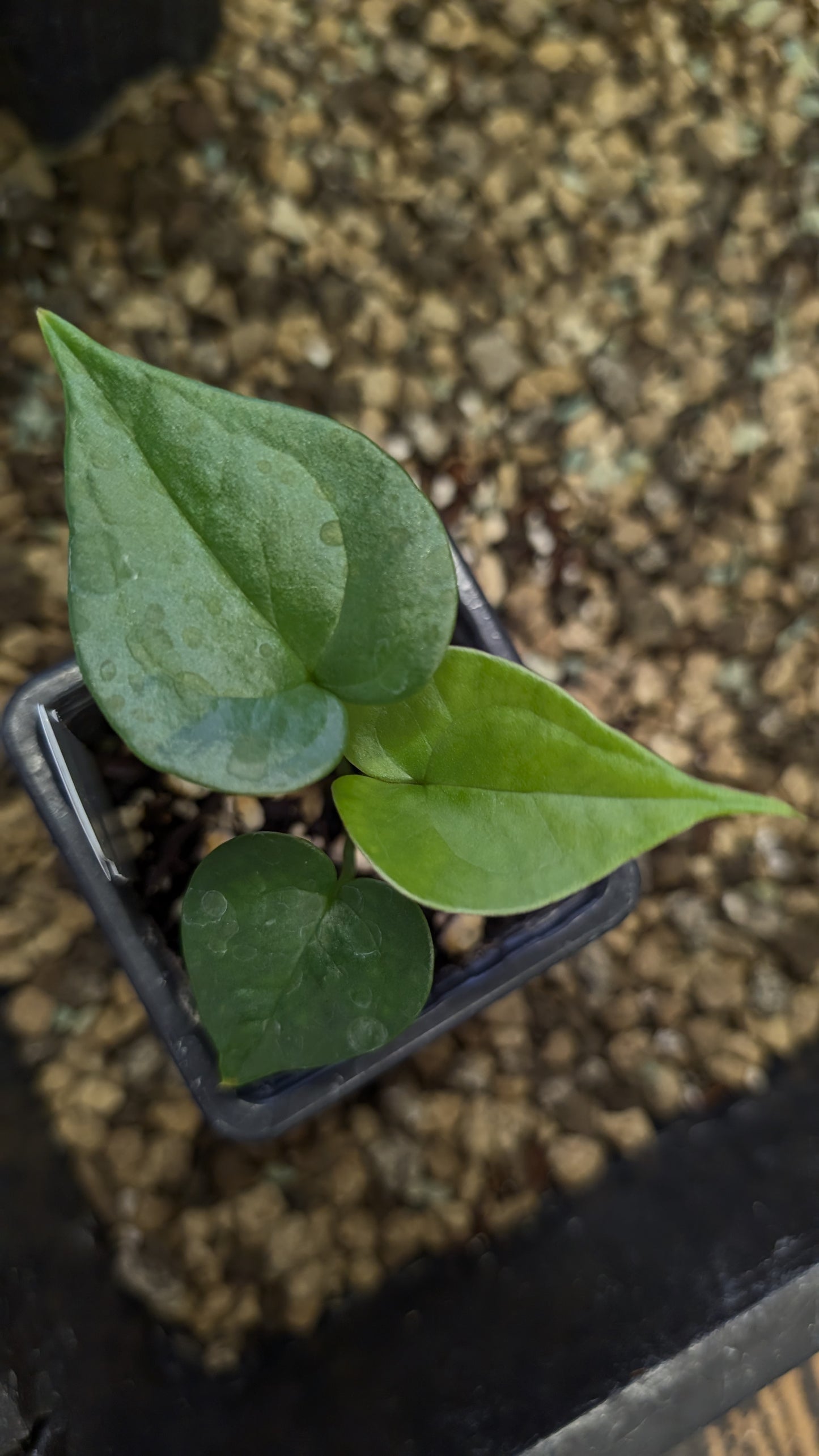 Anthurium Diabloense 'narrow' x Delta Force