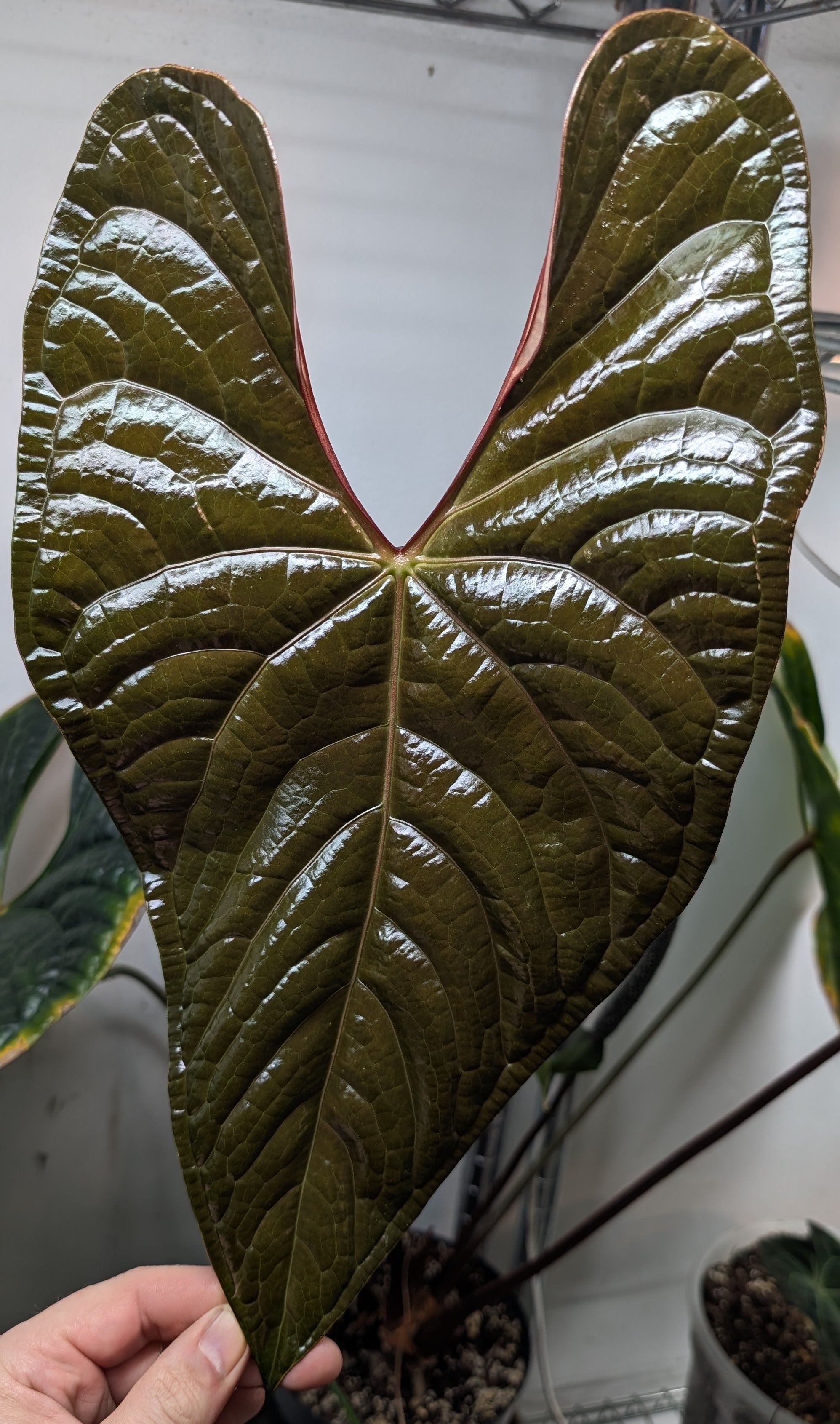 Anthurium King of Spades x BVEP (RxF) or (Sp. Napo x Luxurians