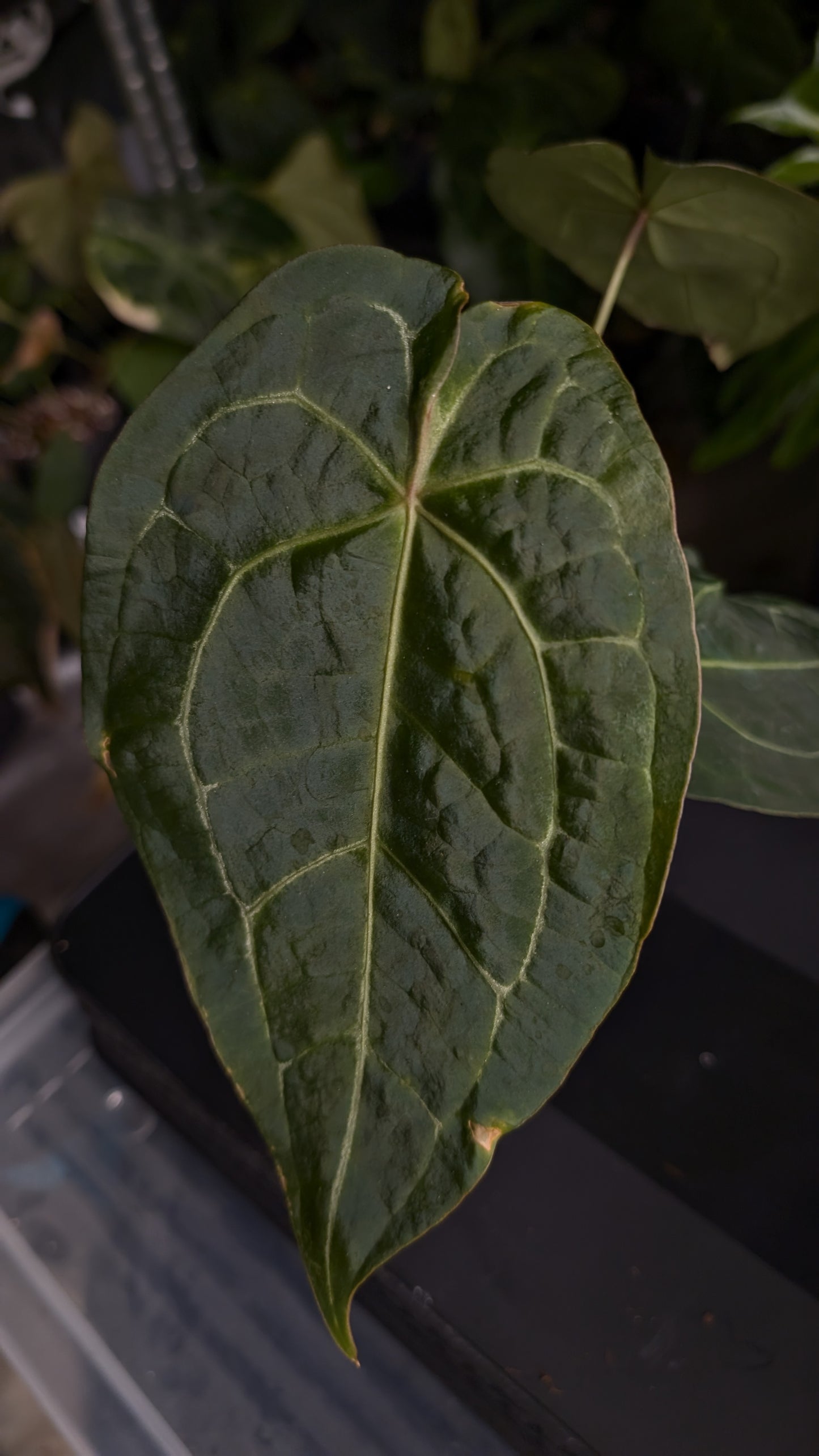 Anthurium Doc Block Zara x Michelle 'selected dark form' x Forgetii Dark