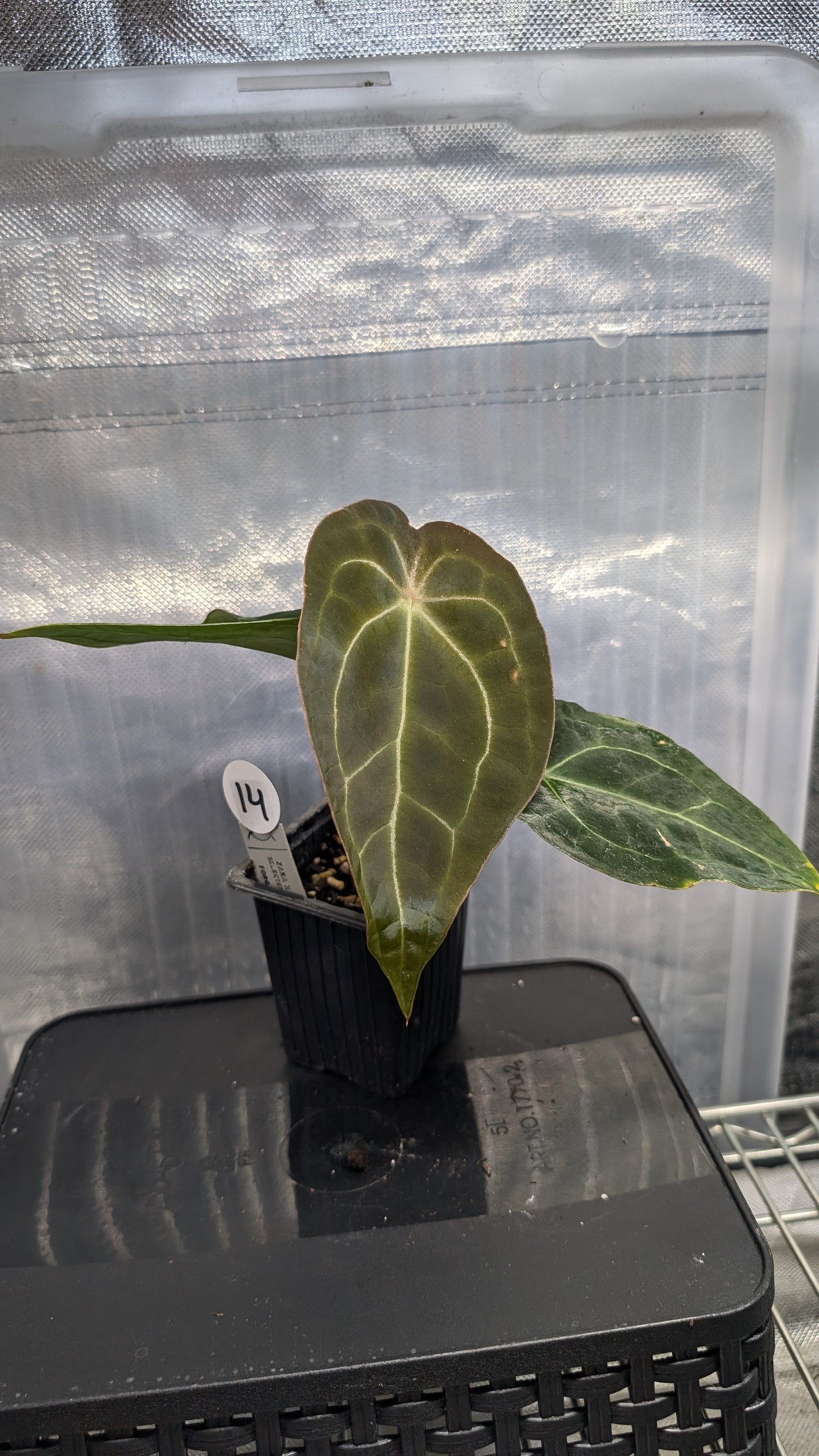 Anthurium Doc Block Zara x Michelle 'selected dark form' x Forgetii Dark