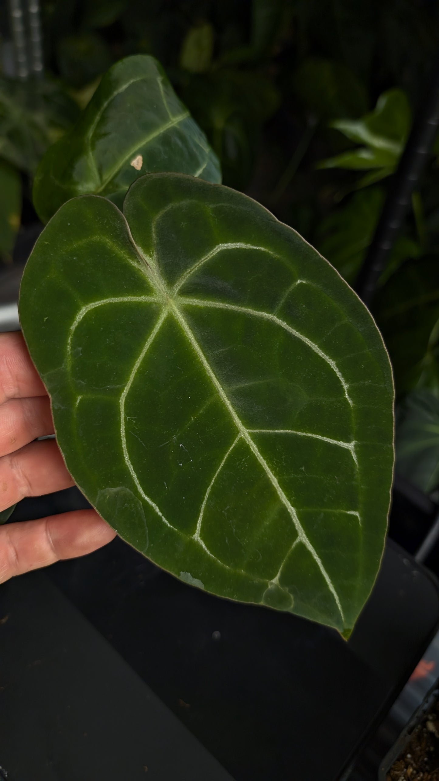 Anthurium Doc Block Zara x Michelle 'selected dark form' x Forgetii Dark