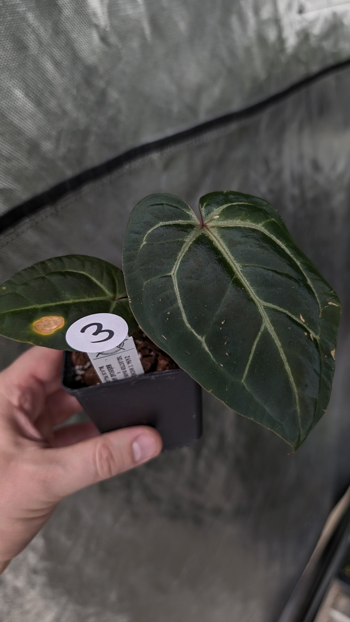 Anthurium Doc Block Zara x Michelle 'Selected Dark Form' x Besseae aff. 'Black Pillow'