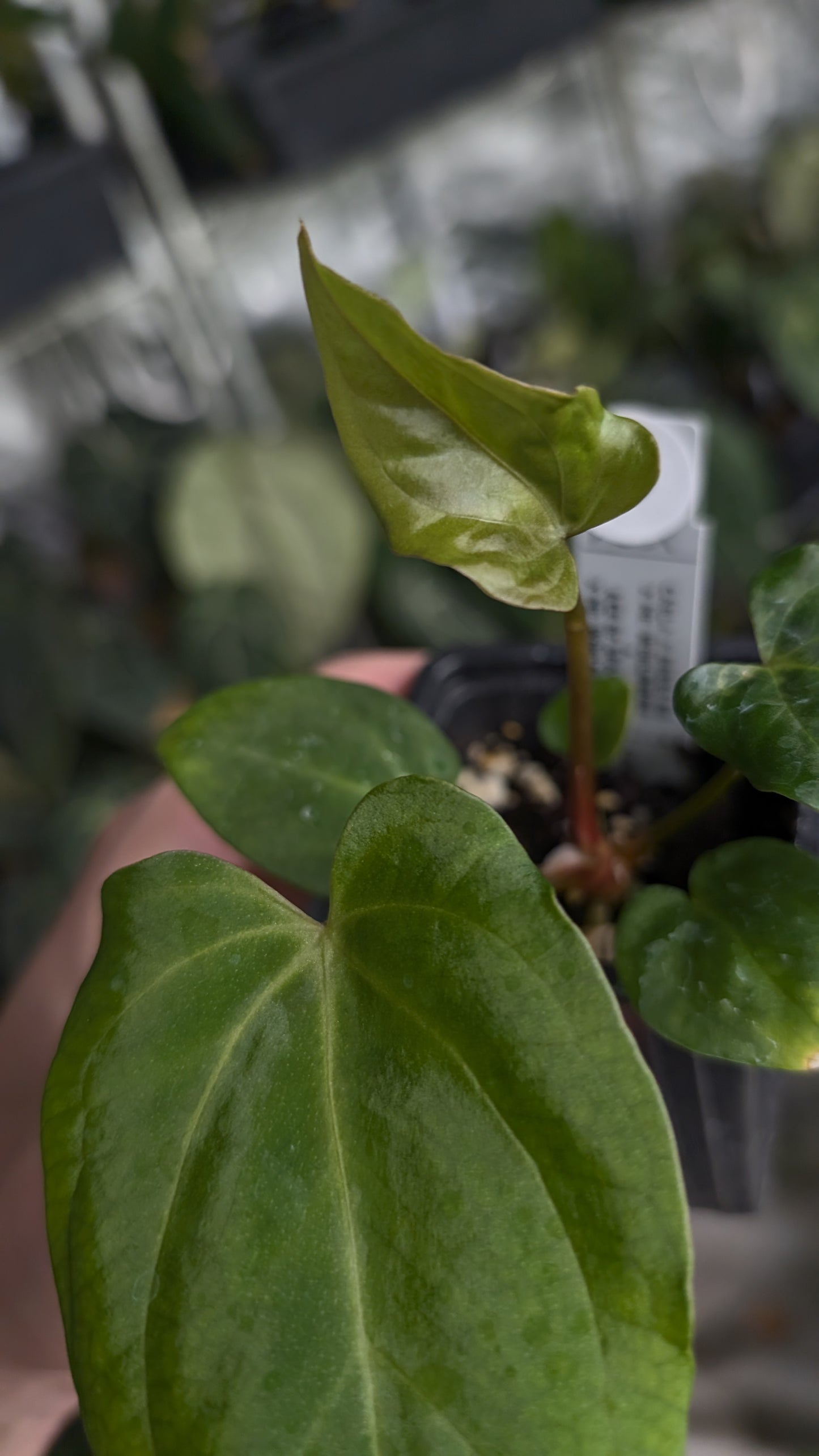 Anthurium [Carlablackiae x Dressleri Rio Guanche x Mr. Worldwide] x [Ace of Spagetii x Mr Worldwide]