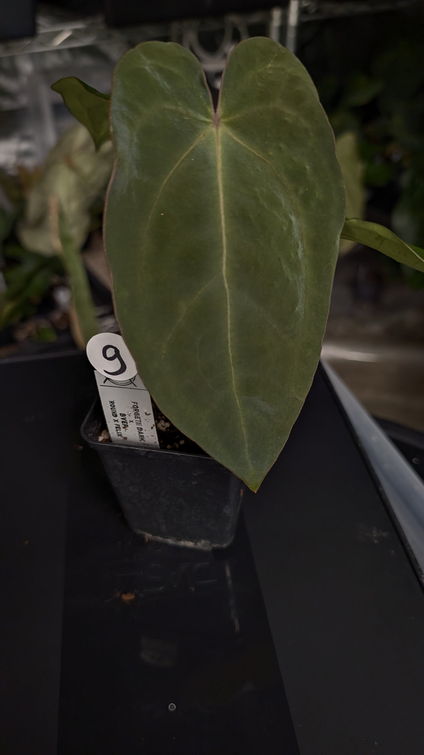 Anthurium Forgetii dark form x BVEP 'Round x Felix'