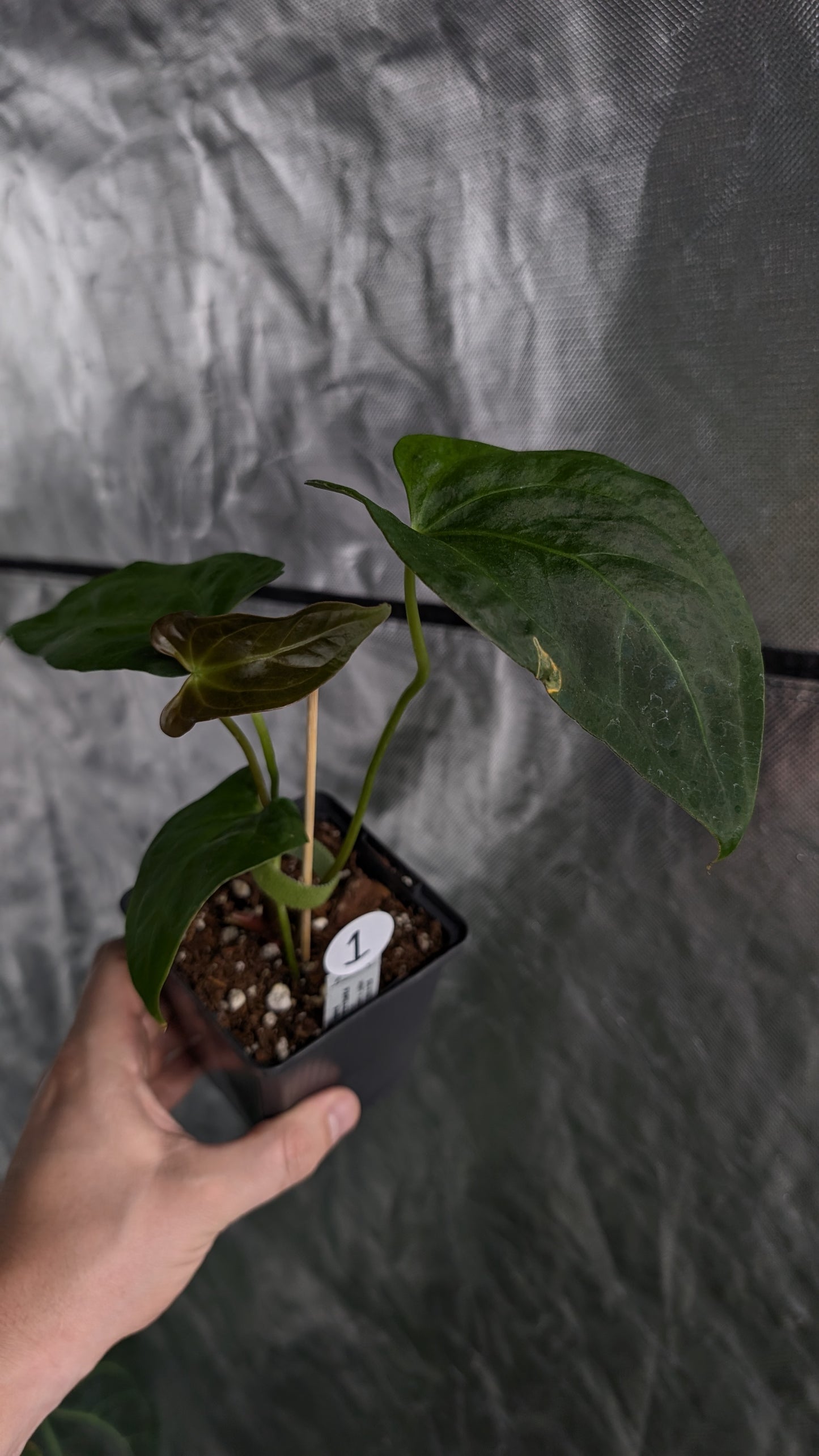 Anthurium Silver Blush Mint x Papillilaminum 'Daniel'