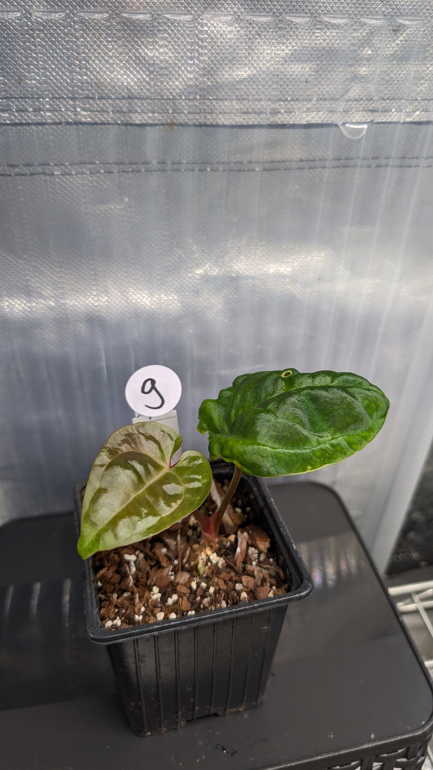 Anthurium Besseae aff. 'Black Pillow'