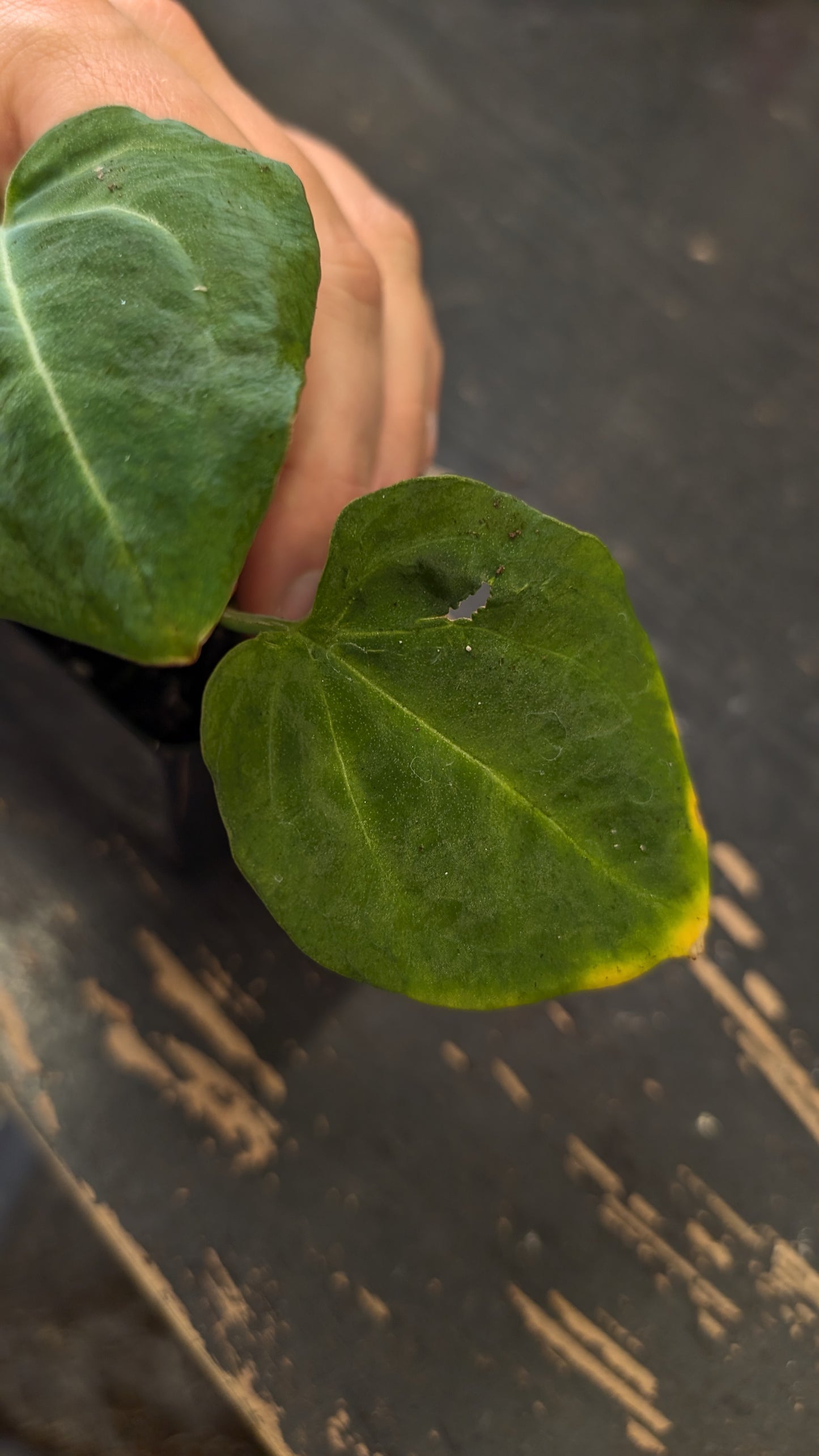 Anthurium Black Widow 13 x 43 clone