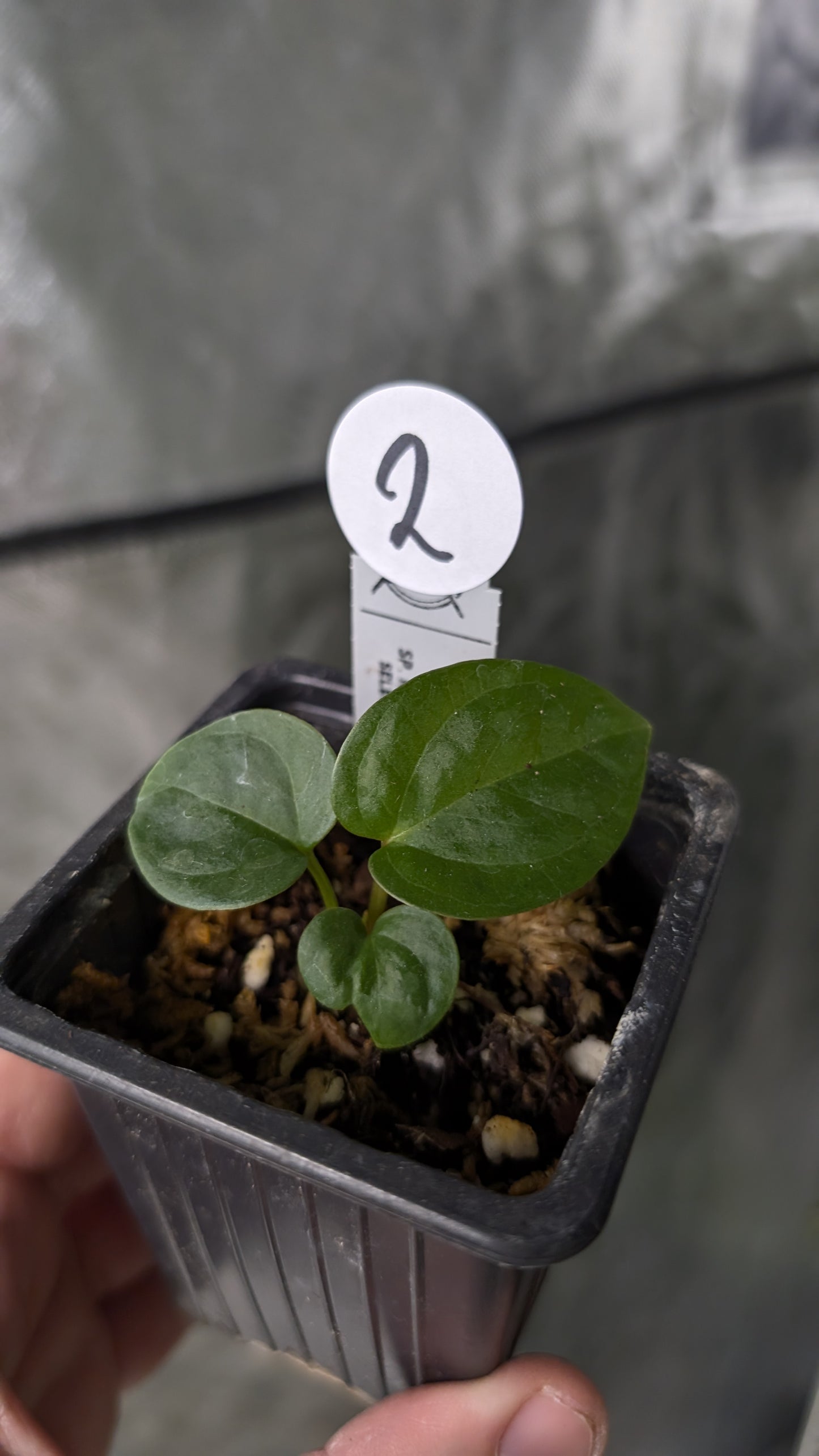 Anthurium Silver Blush Mint x Sp. Napo x Luxurians