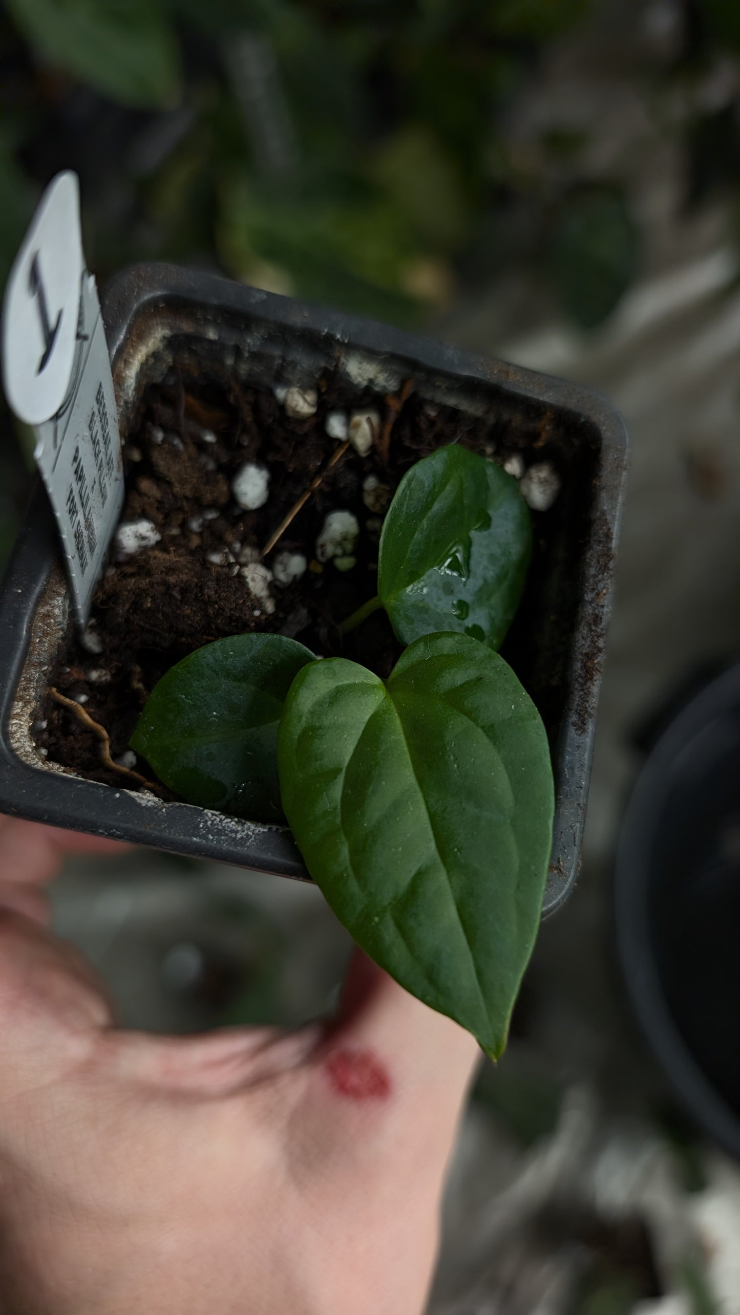 Anthurium Besseae aff 'Black Pillow' x Papillilaminum 'Fort Sherman'
