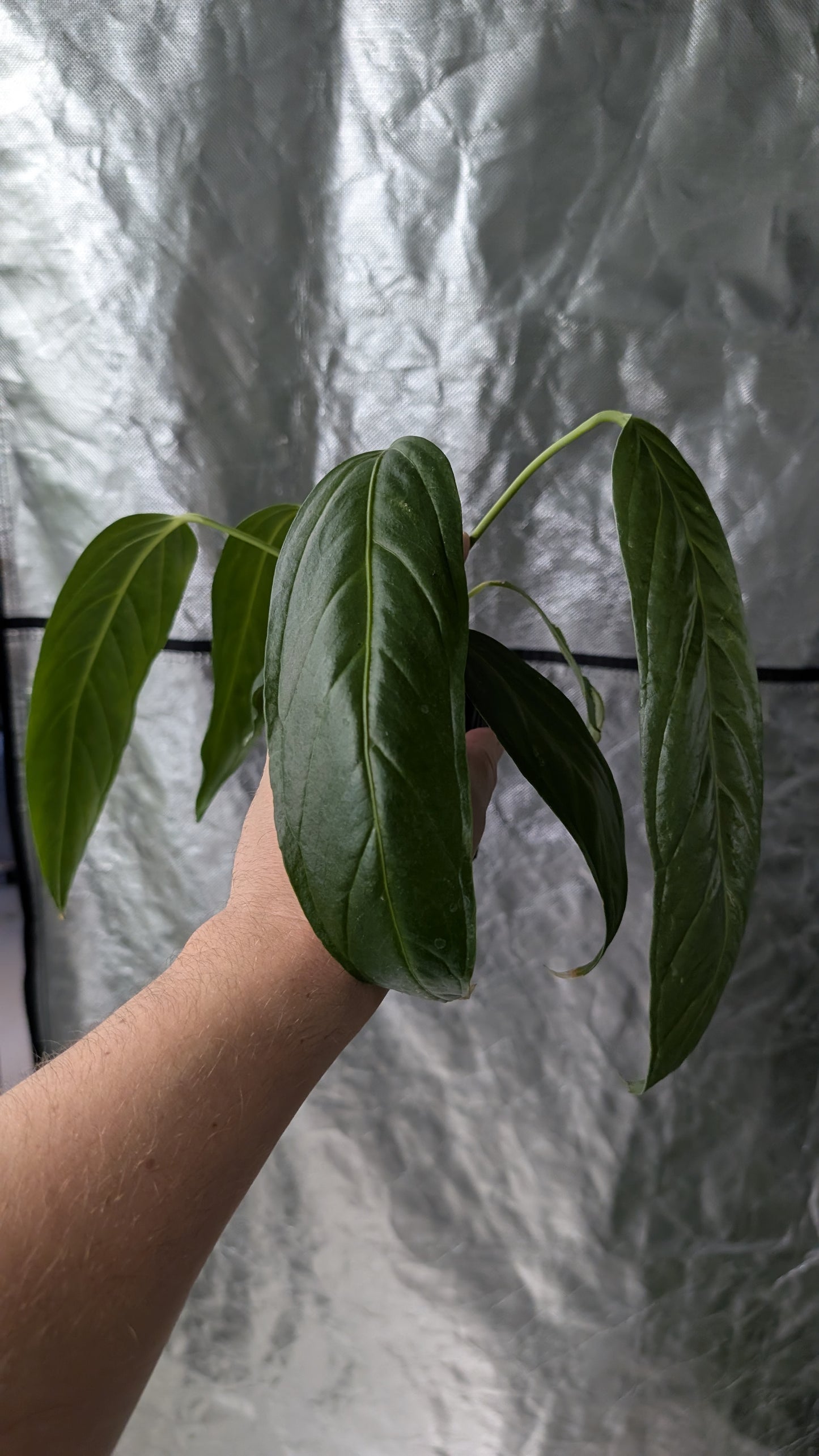 Anthurium Spectabile