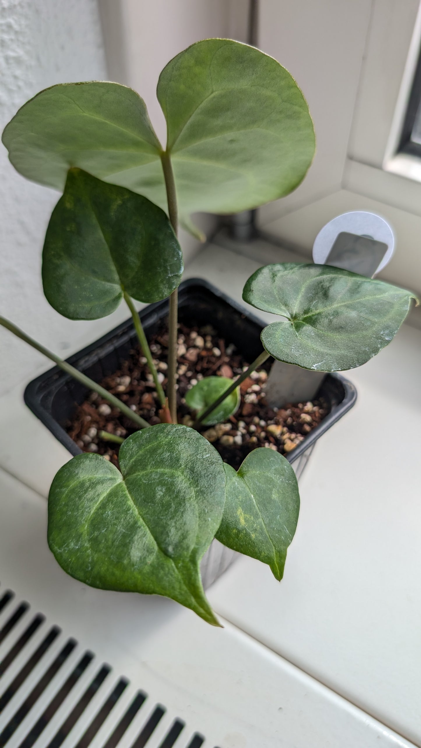 Anthurium Clarinervium x Berriozabalense x self