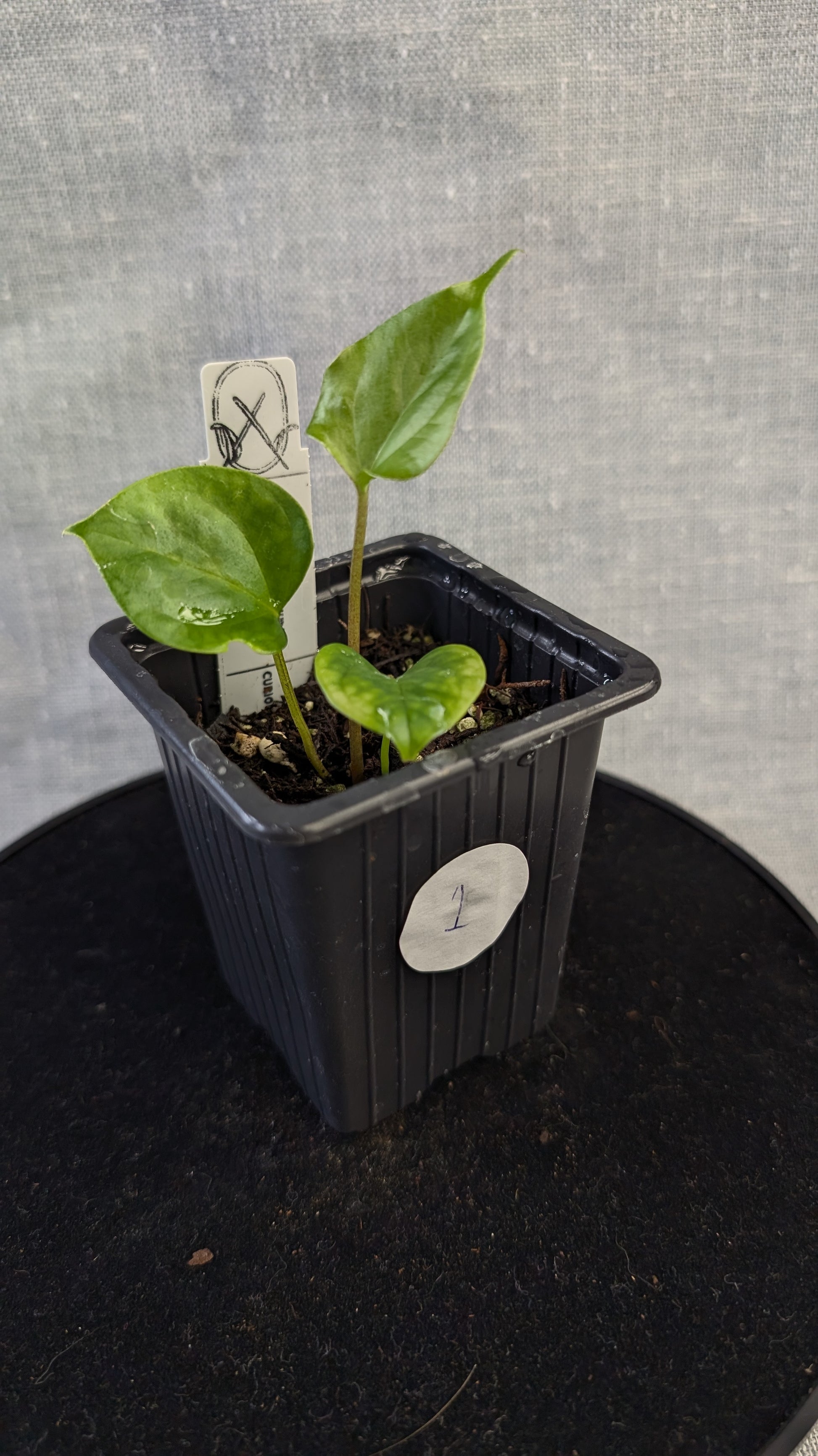 anthurium diabloense Anthurium 'Mr Worldwide' x Diabloense