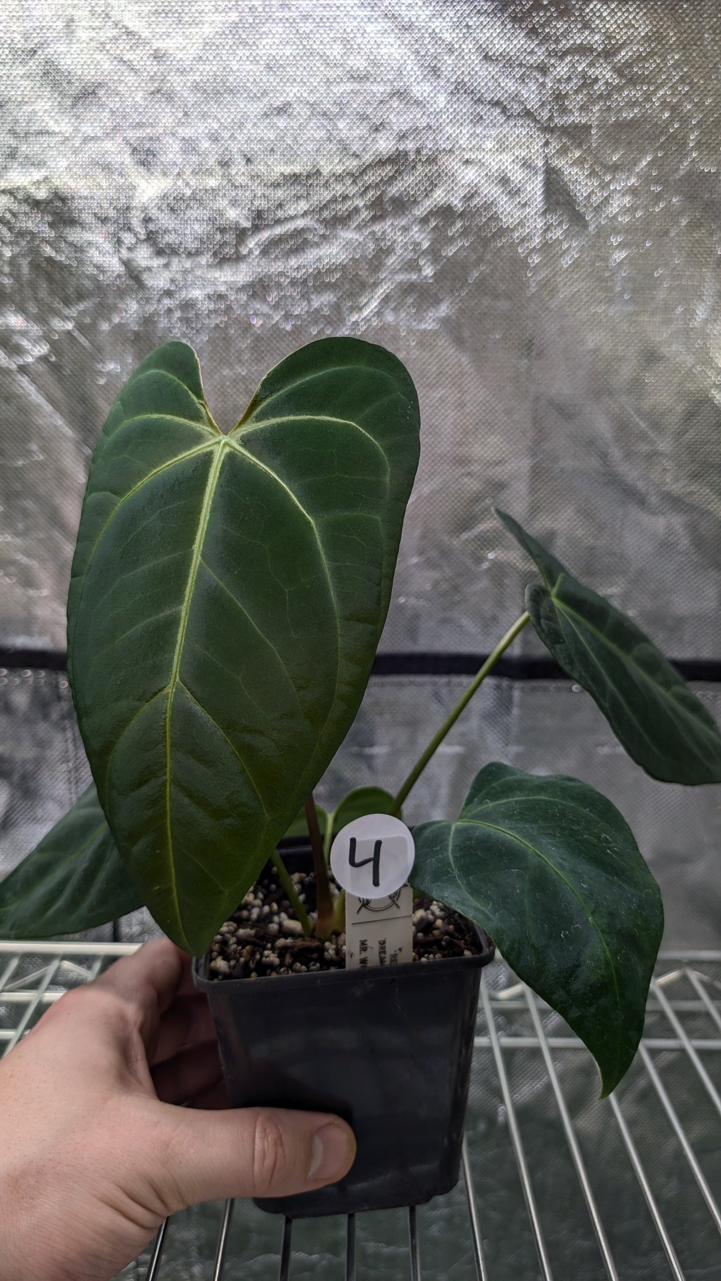 Anthurium Regale 'Dream Catcher' x Mr. Worldwide