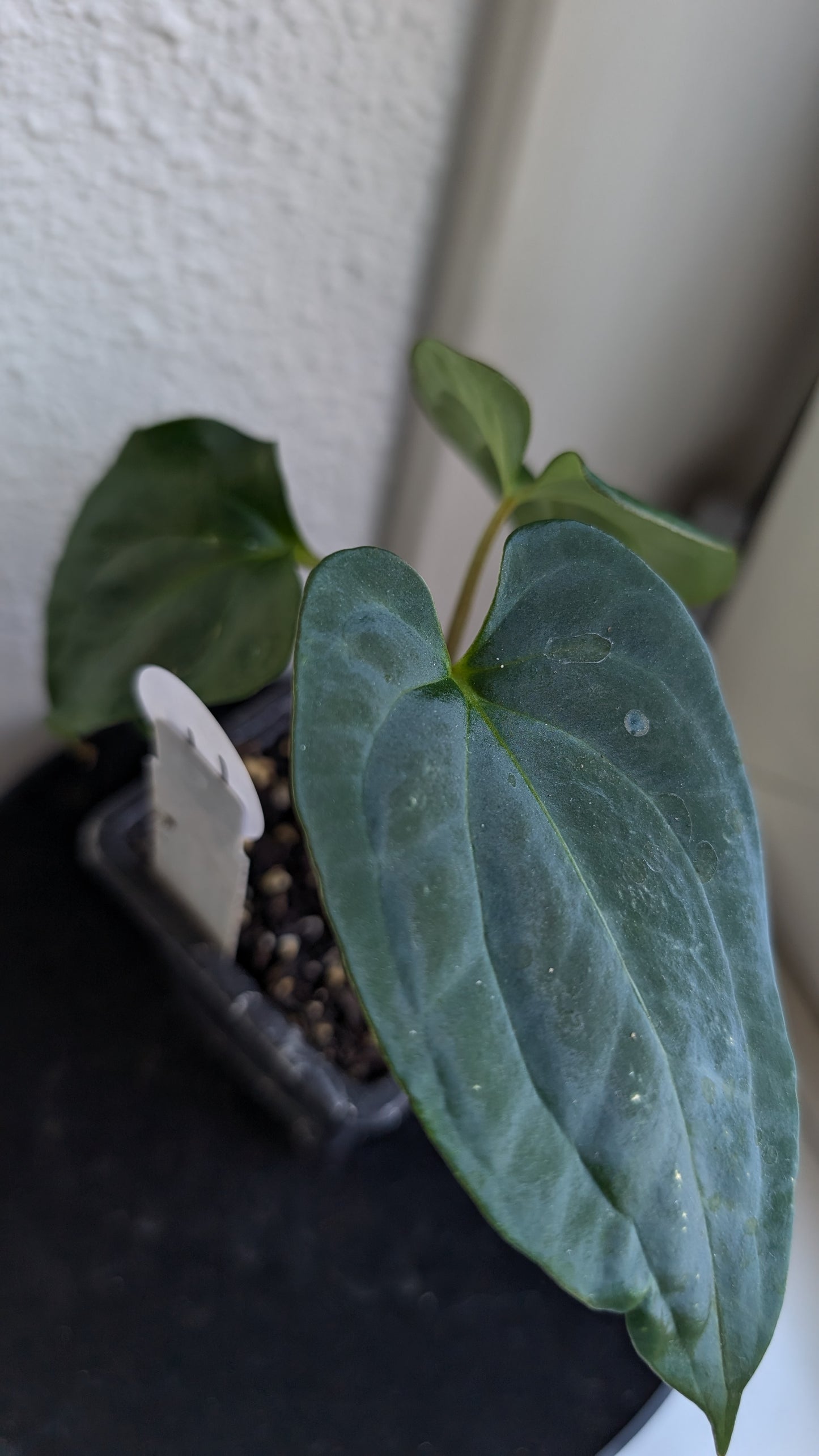 Anthurium Besseae aff 'Black Pillow' x Papillilaminum 'Fort Sherman' seedlings