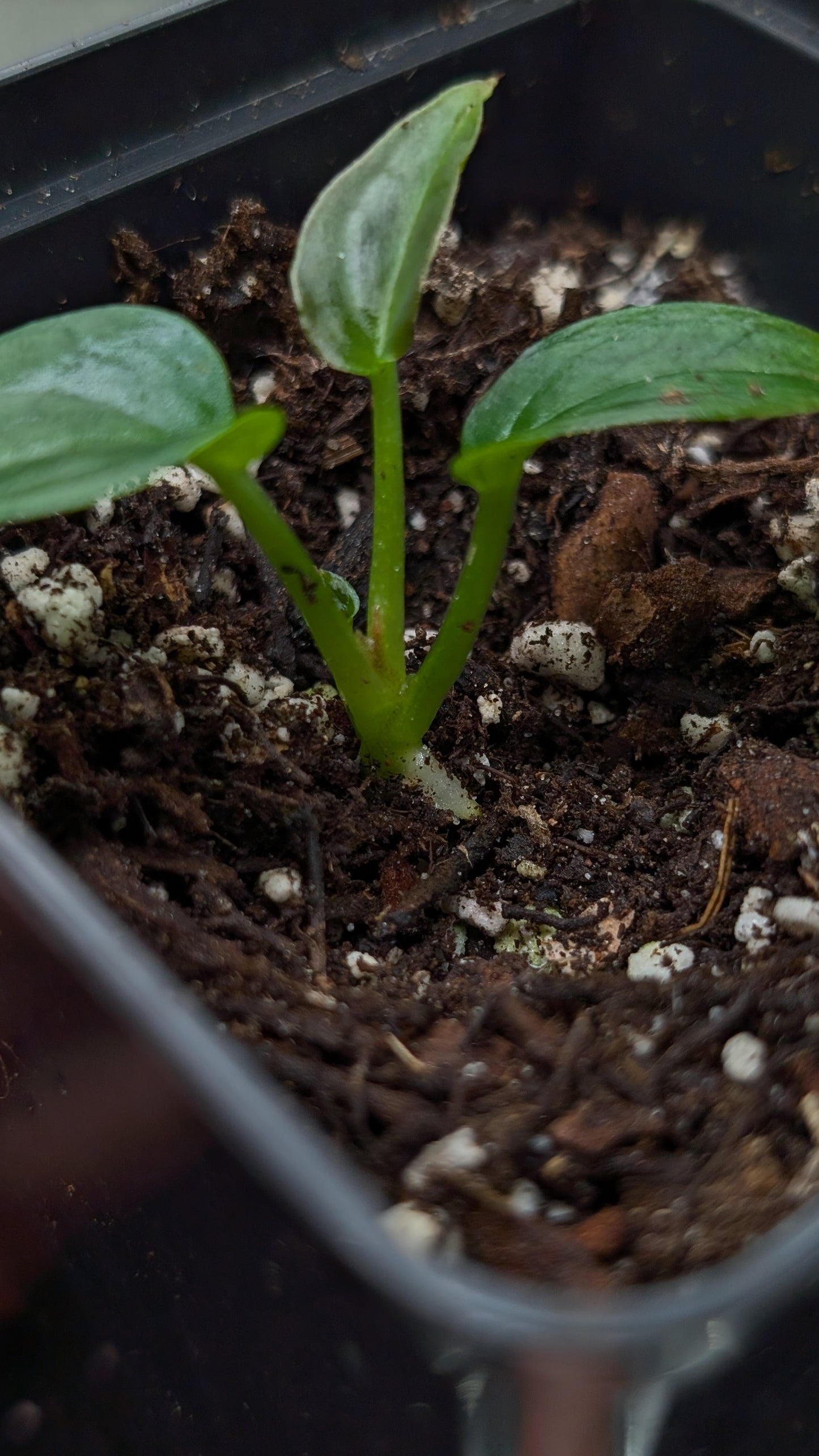 Anthurium Red Spider CLONE