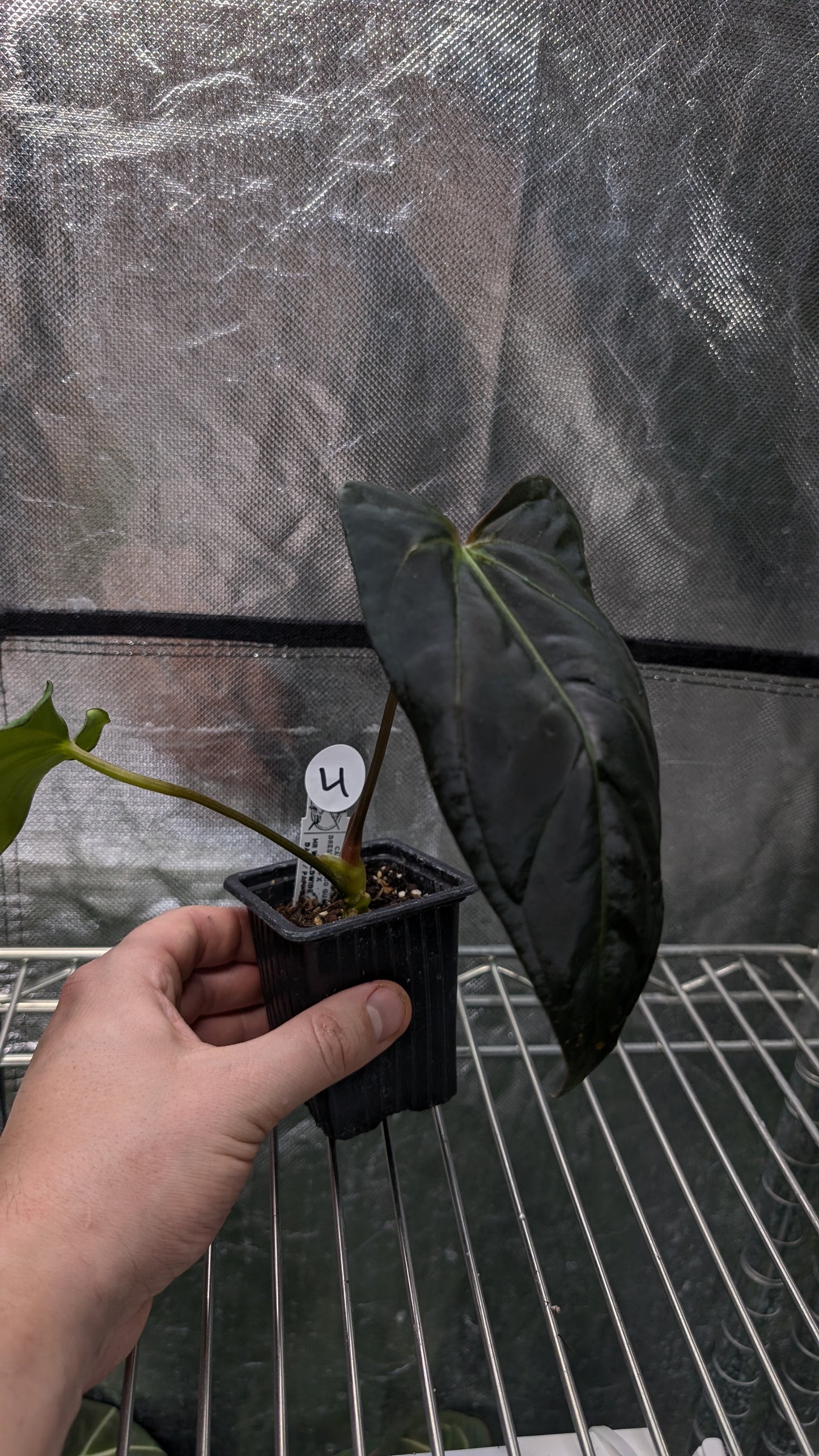 Anthurium (Carlablackiae x Dressleri Rio Guanche) x Mr Worldwide OR Forgetii Dark OR Papillilaminum Daniel