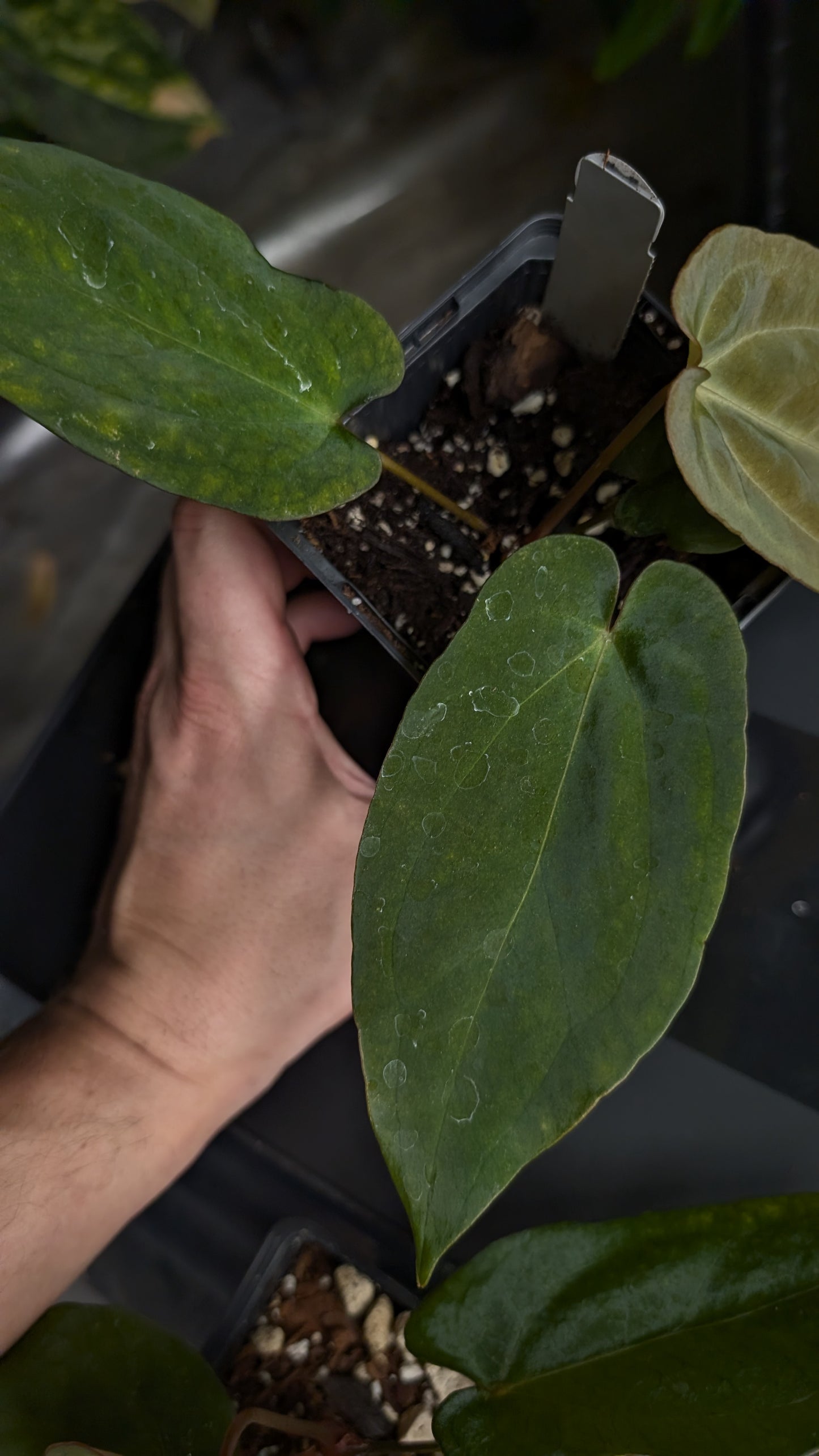 Anthurium Ace of Spagetii x BVEP 'Round x Felix'